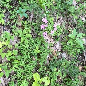 Photo of the plant species Moss Phlox by @TryCaraway83 named Nithin on Greg, the plant care app