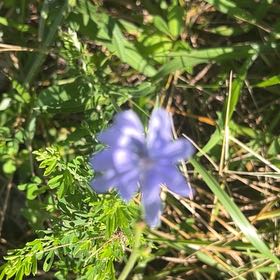 Photo of the plant species Cichorium Intybus by @TryCaraway83 named Sherlock on Greg, the plant care app