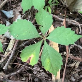 Photo of the plant species Virginia Creeper by @TryCaraway83 named Sonora on Greg, the plant care app