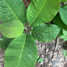 Photo of the plant species Big-Leaf Magnolia by @TryCaraway83 named Captain Plant-it on Greg, the plant care app