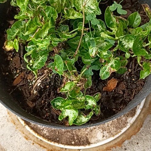 Photo of the plant species Asian Jasmine by @SightlyIcarus35 named Nemo on Greg, the plant care app