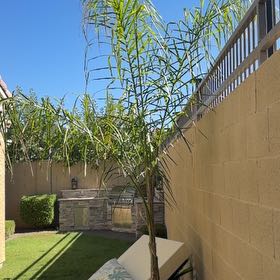 Photo of the plant species Syagrus Romanzoffiana by @GuruRosegrape17 named Tupot amaroot on Greg, the plant care app