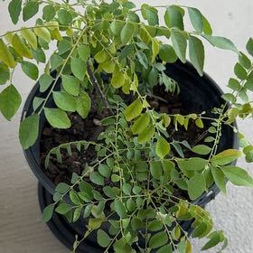 Photo of the plant species Curry Tree by @HotDragontail17 named Planty on Greg, the plant care app