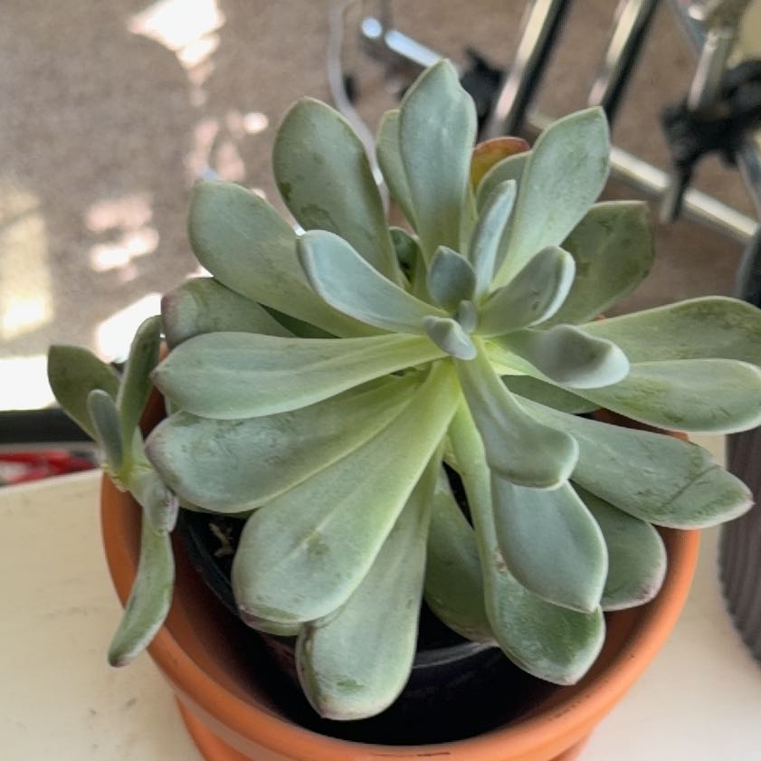 Photo of the plant species Pachyveria 'Blue Jasper' by @ProfuseIcarus85 named Fernie Mercury on Greg, the plant care app