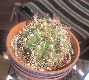 Photo of the plant species Ferocactus histrix by @HotLimebasil43 named Gomez on Greg, the plant care app