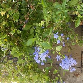 Photo of the plant species Blue Plumbago by @HotLimebasil43 named Spike Leaves on Greg, the plant care app