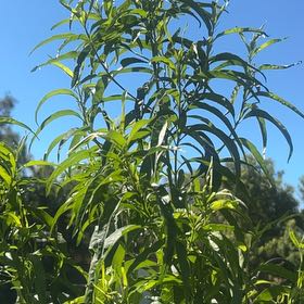 Photo of the plant species Prunus Persica by @HotLimebasil43 named Kobe on Greg, the plant care app