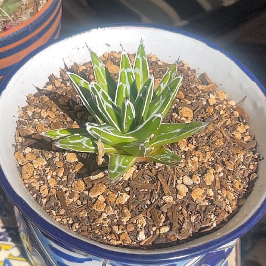 Photo of the plant species Queen Victoria Agave by @HotLimebasil43 named Bodhi on Greg, the plant care app