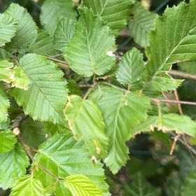 Photo of the plant species Green Alder by @TryTipa45 named Lola on Greg, the plant care app