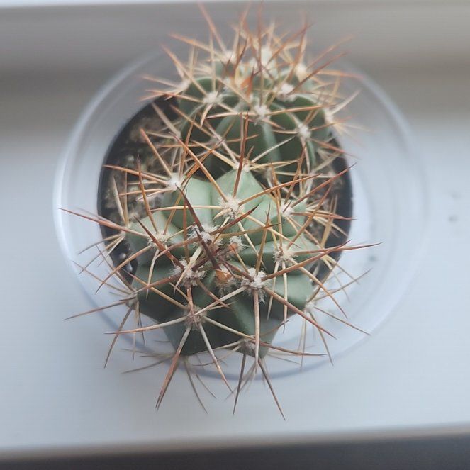 Photo of the plant species Melocactus azureus by @SatisfiedFeijoa named Chonki and Spiky on Greg, the plant care app