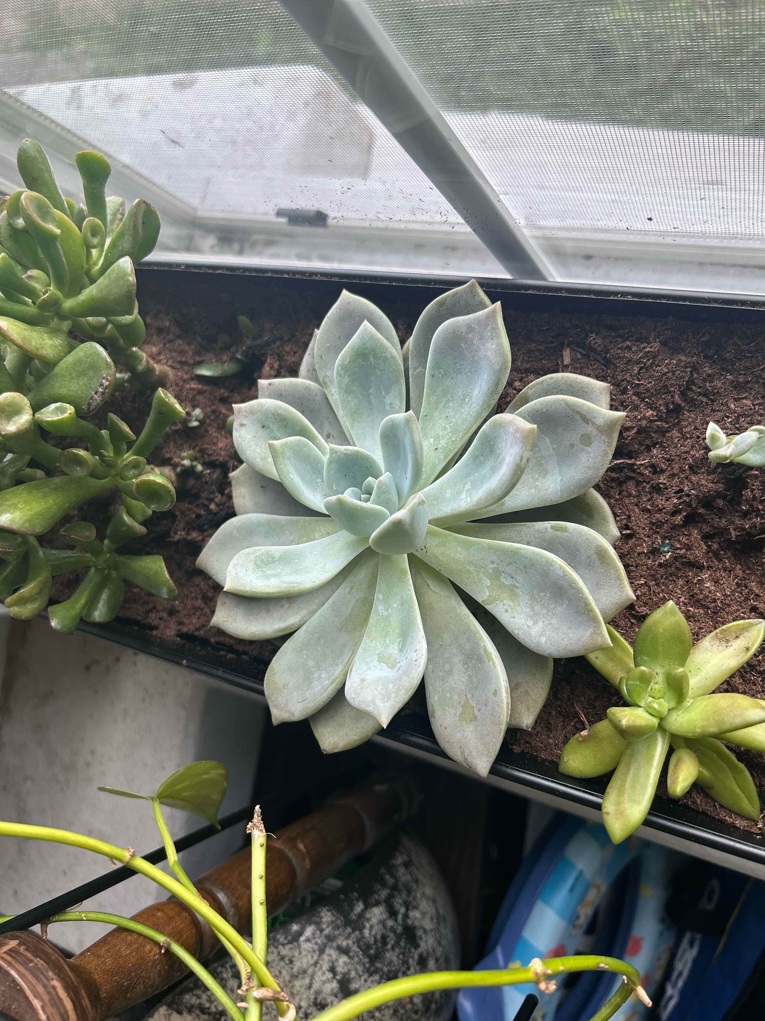 Photo of the plant species Echeveria by @AwaitedSapote9 named Osmo on Greg, the plant care app