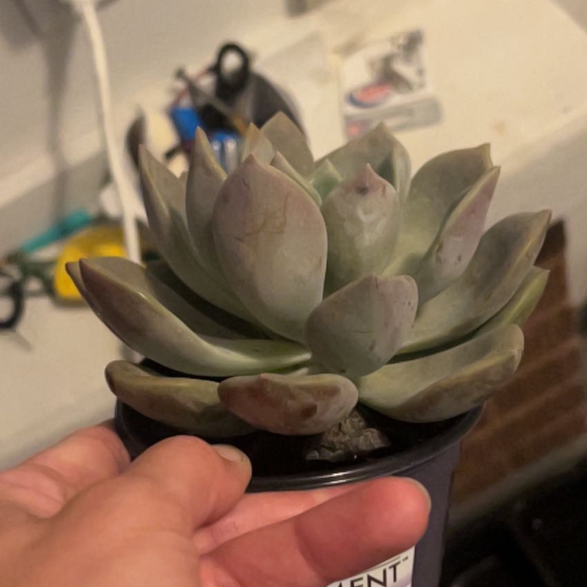 Photo of the plant species Echeveria by @AwaitedSapote9 named Osmo on Greg, the plant care app