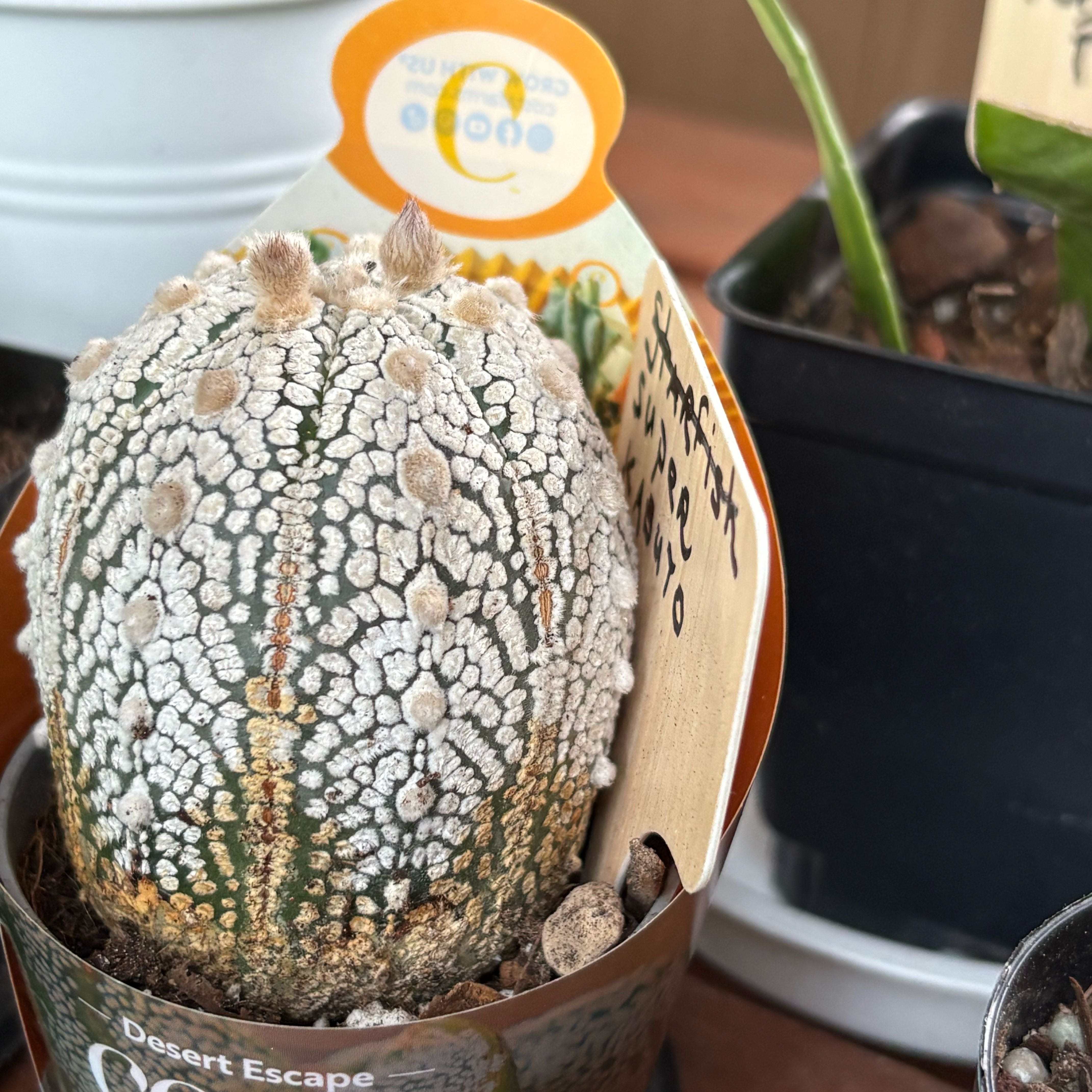 Photo of the plant species Astrophytum 'Super Kabuto' by @FunMiro56 named Kabuto on Greg, the plant care app