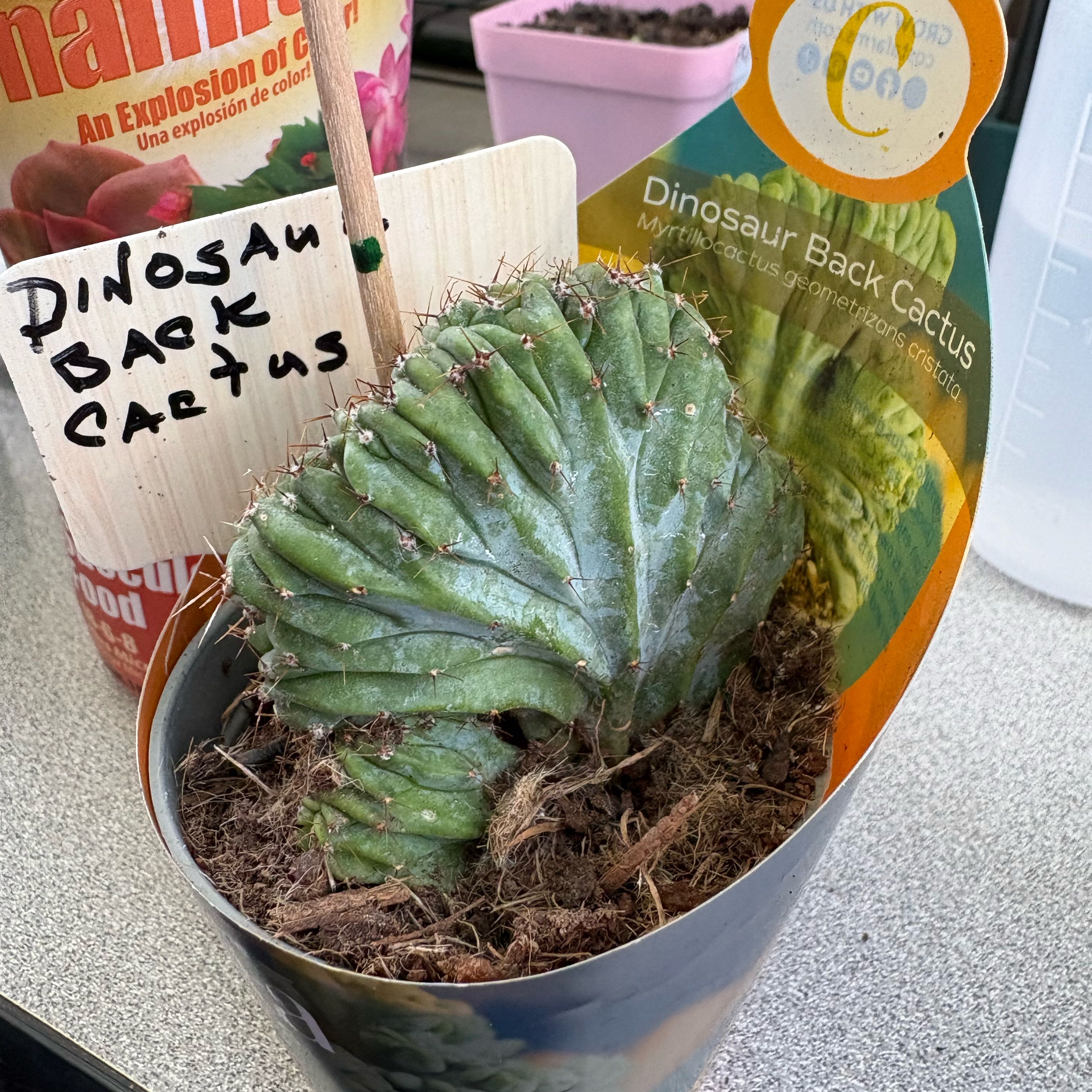 Photo of the plant species Crested Blue Flame by @FunMiro56 named Dinosaur Backbone on Greg, the plant care app
