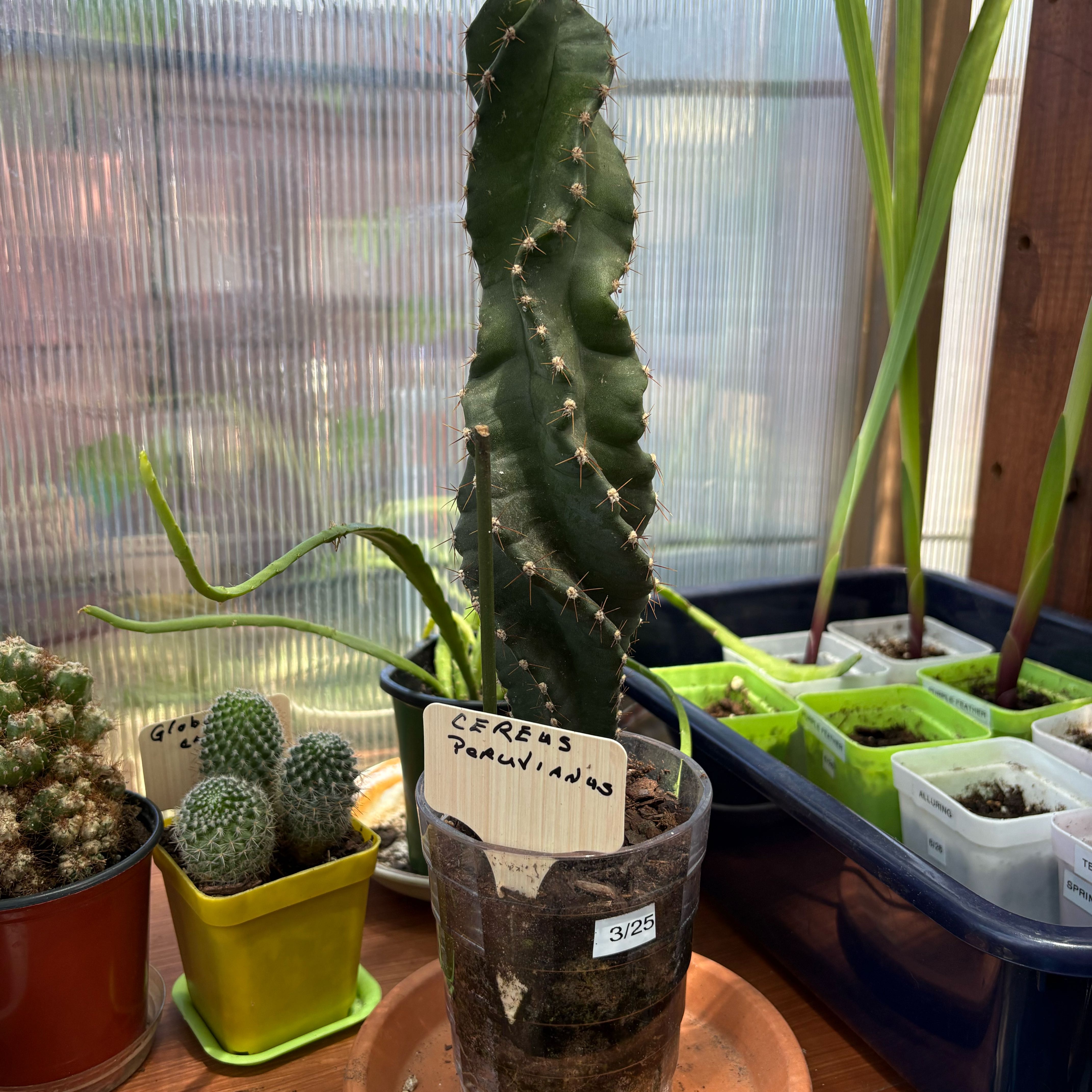 Photo of the plant species Cereus peruvianus 'Spiralis' by @FunMiro56 named Spiral tall on Greg, the plant care app