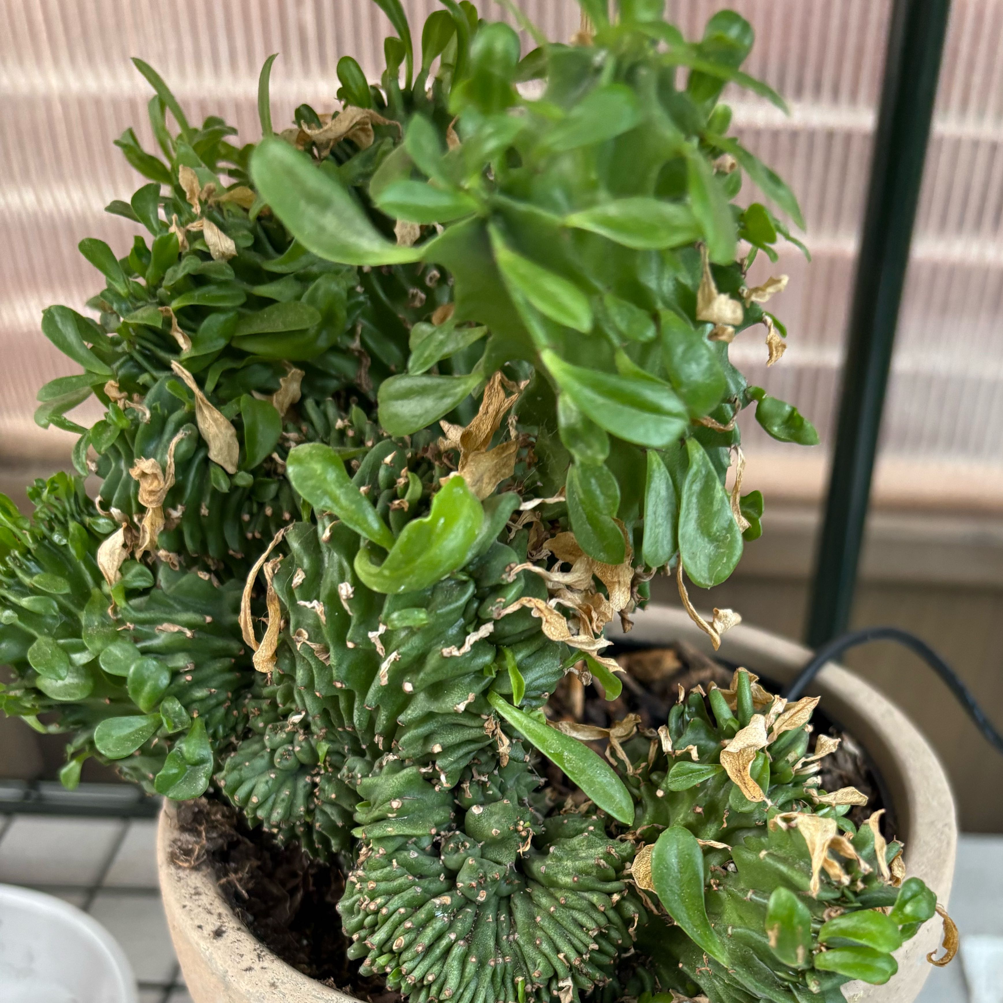 Photo of the plant species Crested Blue Flame by @FunMiro56 named Crested Large on Greg, the plant care app