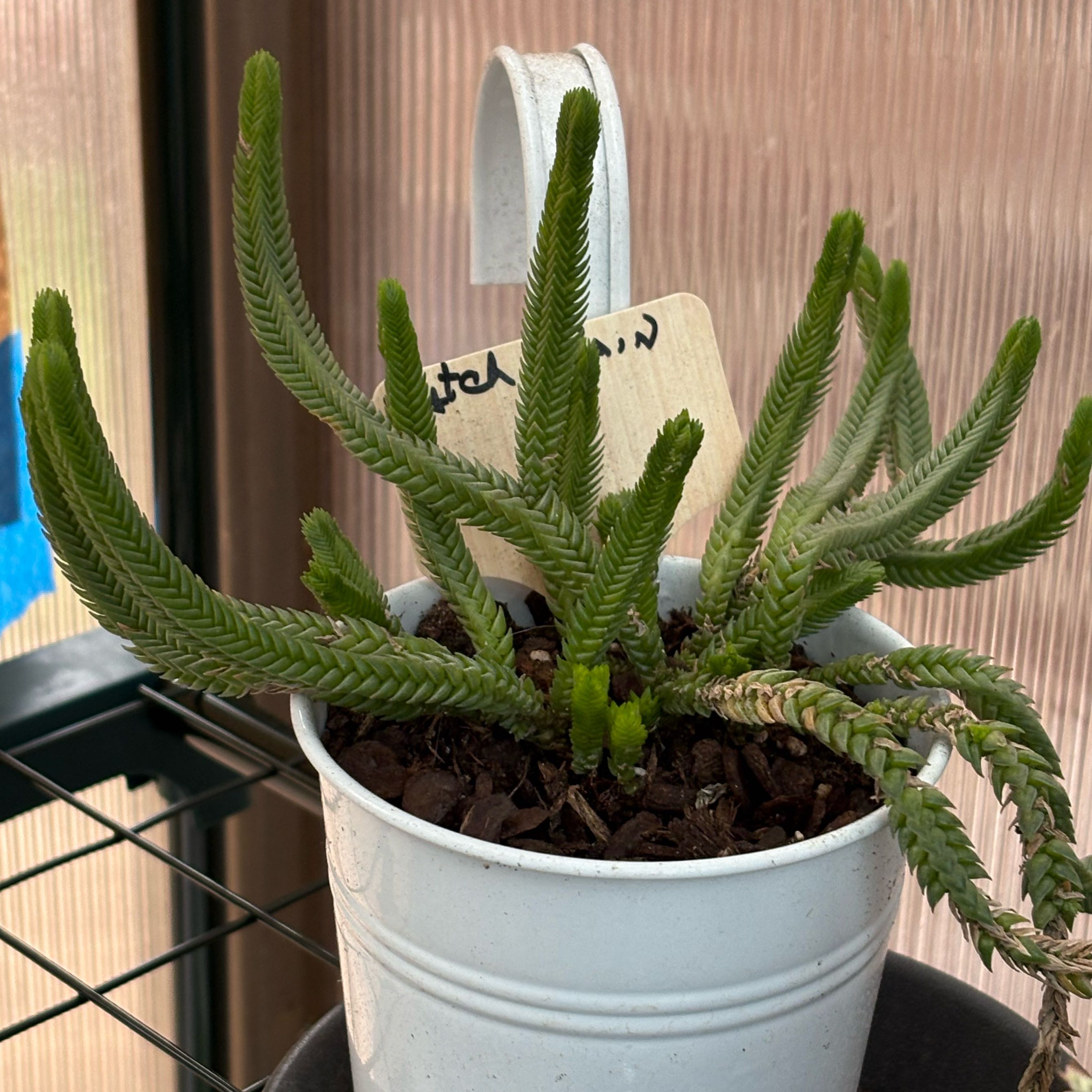 Photo of the plant species Watch Chain by @FunMiro56 named Watch chain in white pot on Greg, the plant care app