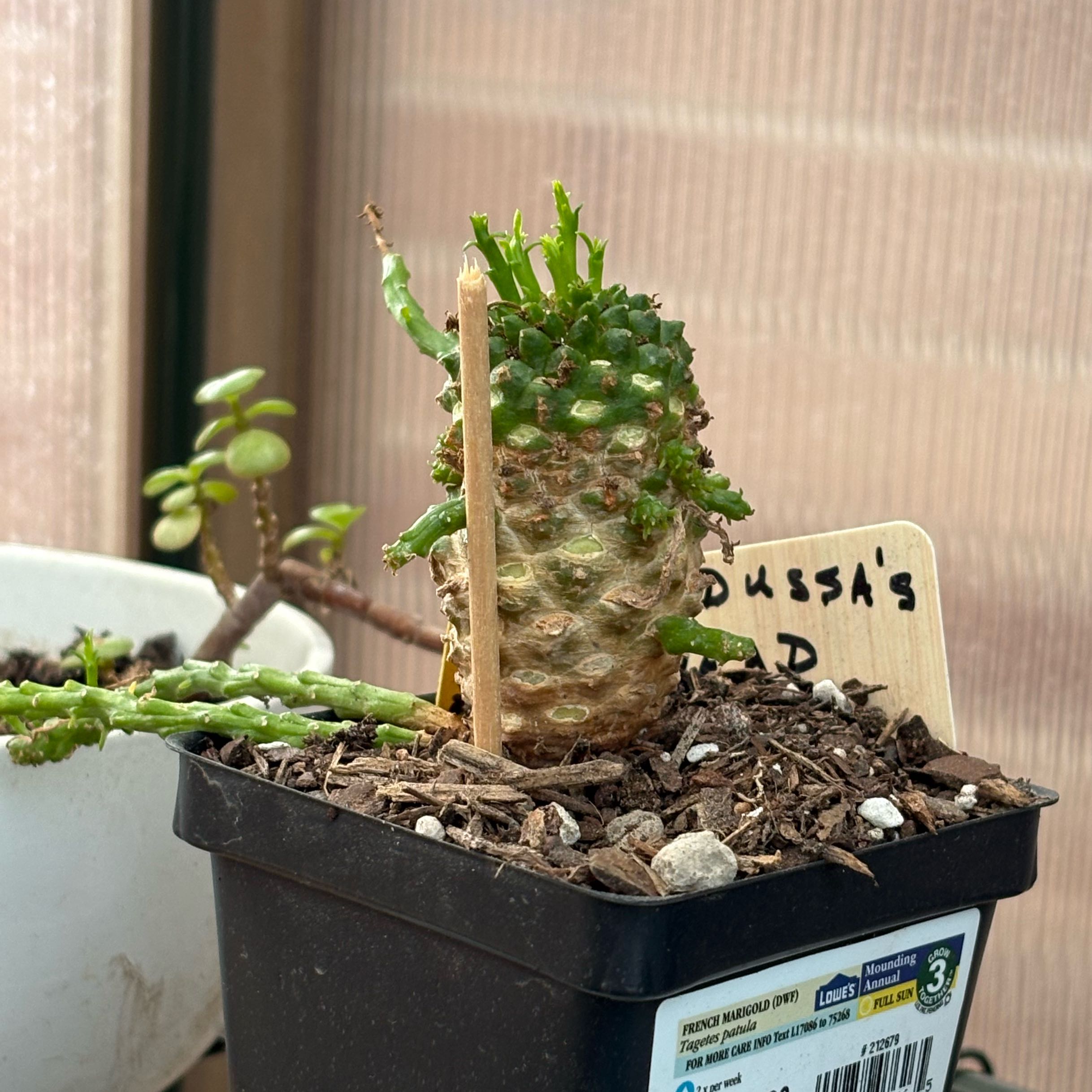 Photo of the plant species Medusa's Head Cactus by @FunMiro56 named Medusa on Greg, the plant care app