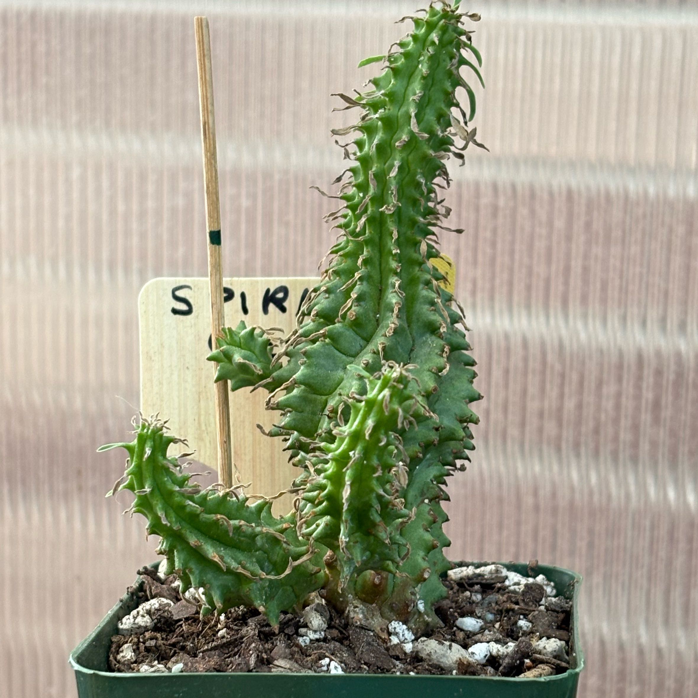 Photo of the plant species Spiral Cactus by @FunMiro56 named Smaller Spiral on Greg, the plant care app
