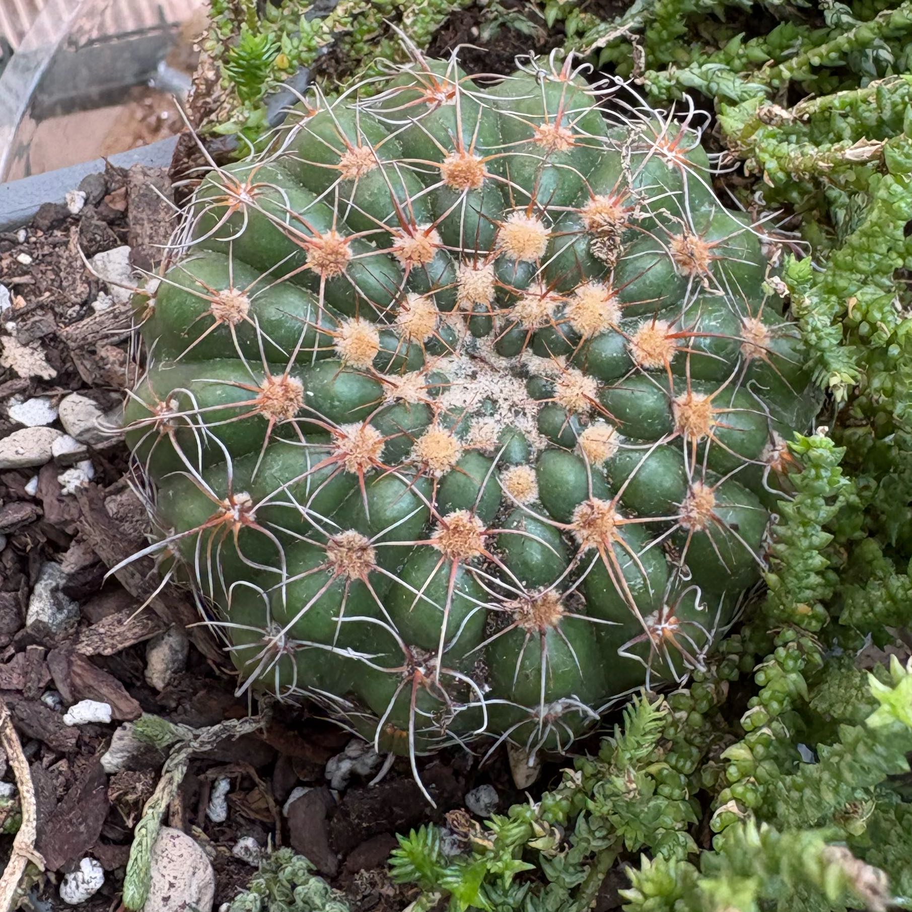 Photo of the plant species Green Tomato Cactus by @FunMiro56 named Greyson’s on Greg, the plant care app