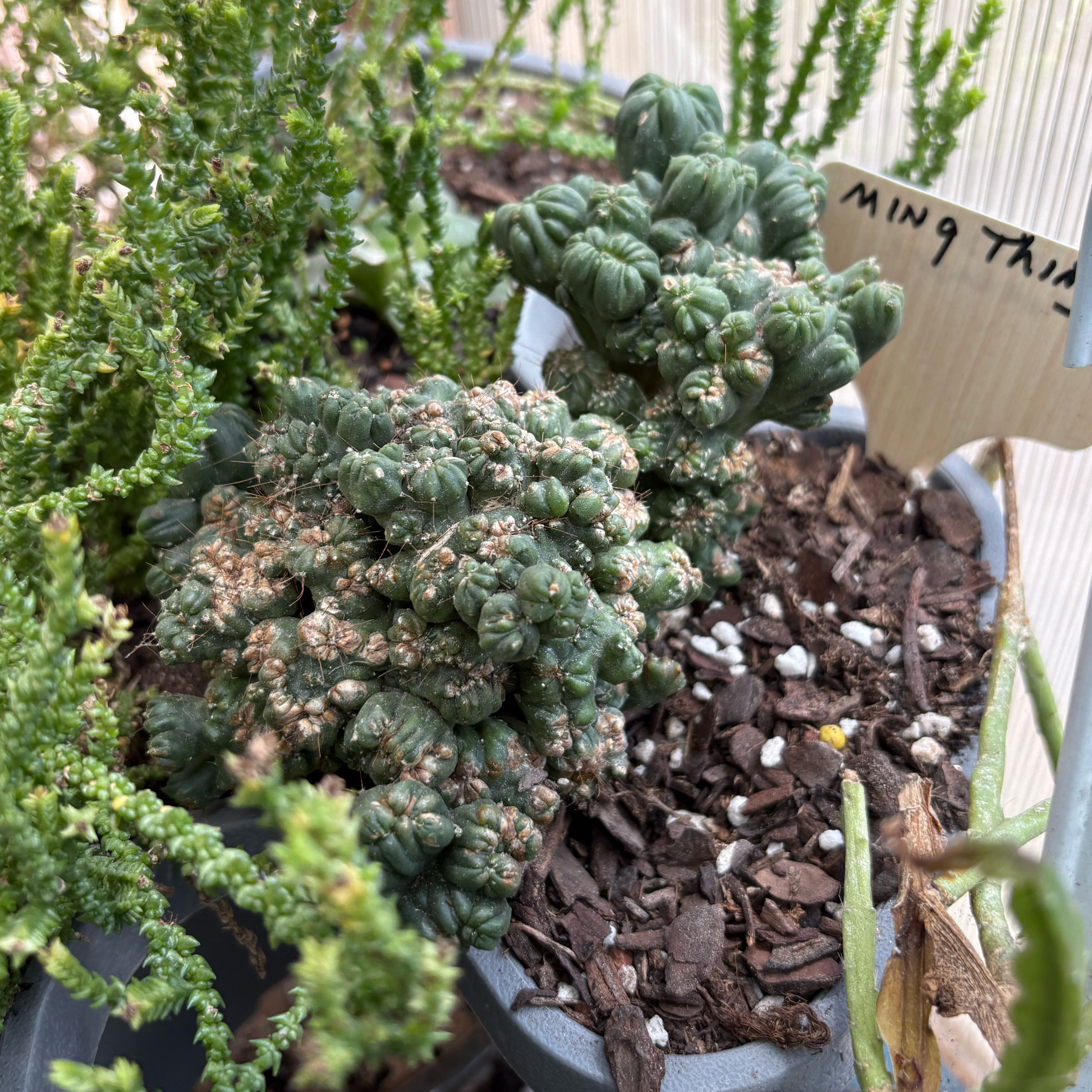 Photo of the plant species Ming Thing Cactus by @FunMiro56 named Ming Thing on Greg, the plant care app