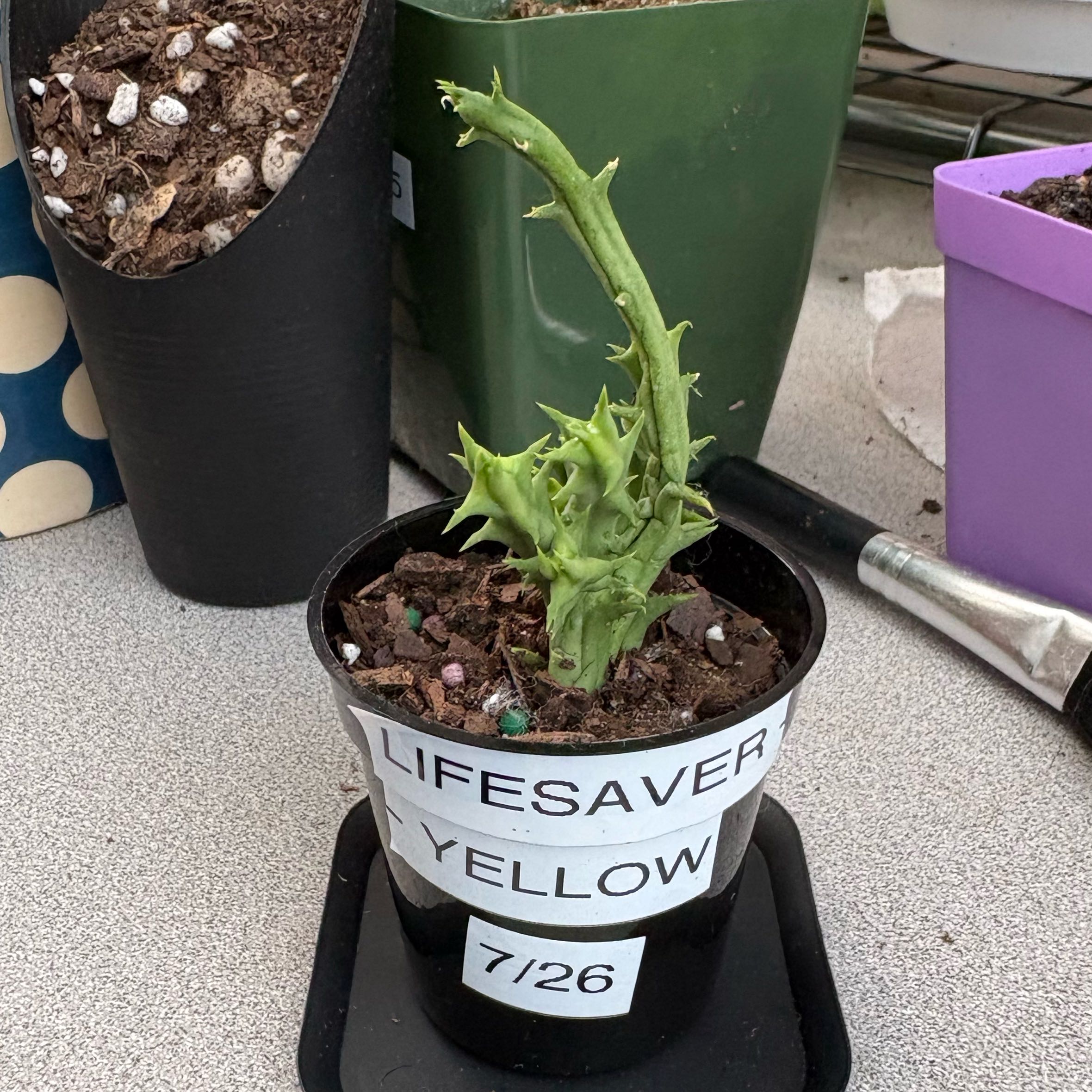 Photo of the plant species Carrion Flower by @FunMiro56 named Starfish yellow on Greg, the plant care app