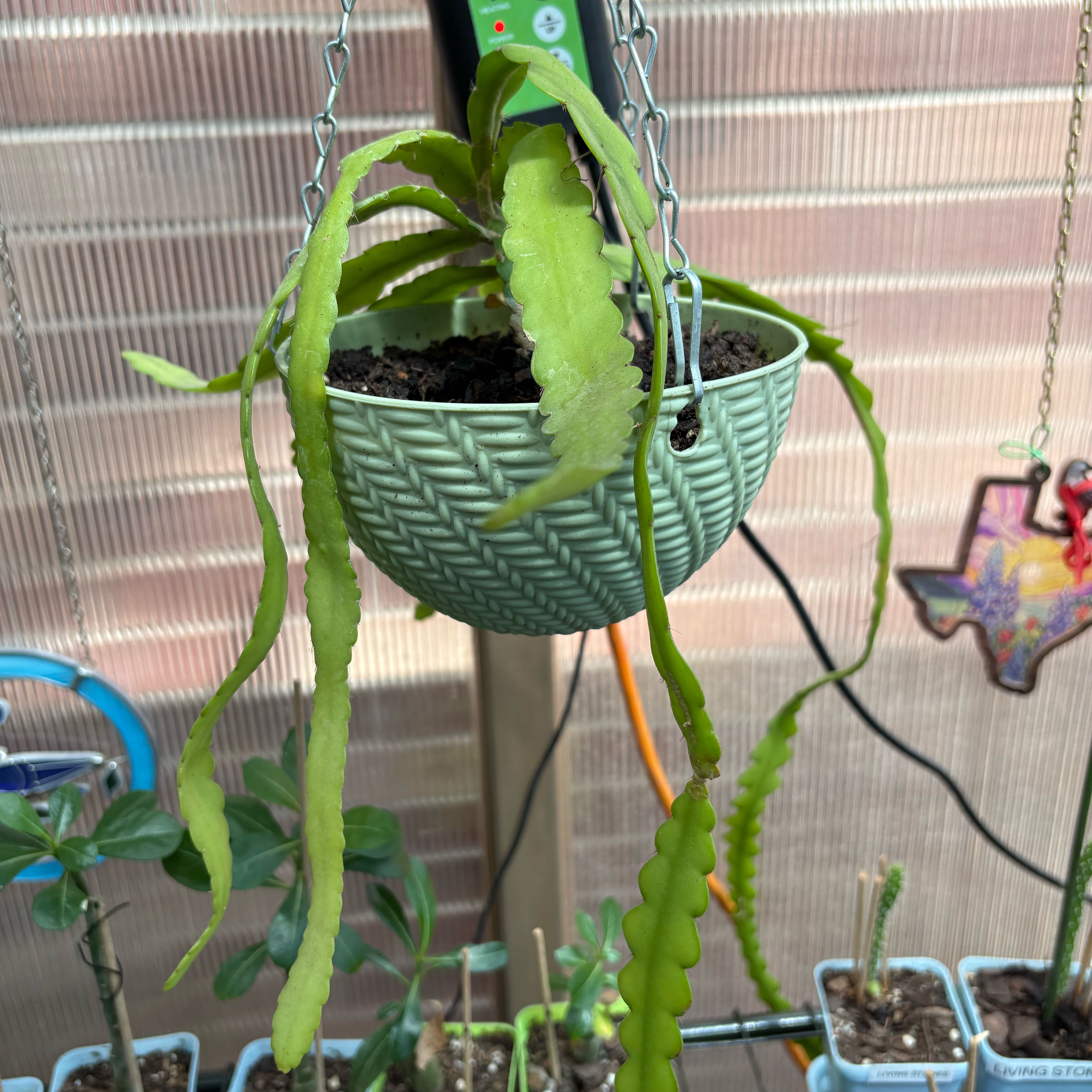 Photo of the plant species Orchid Cactus by @FunMiro56 named Orchid cactus #1 on Greg, the plant care app