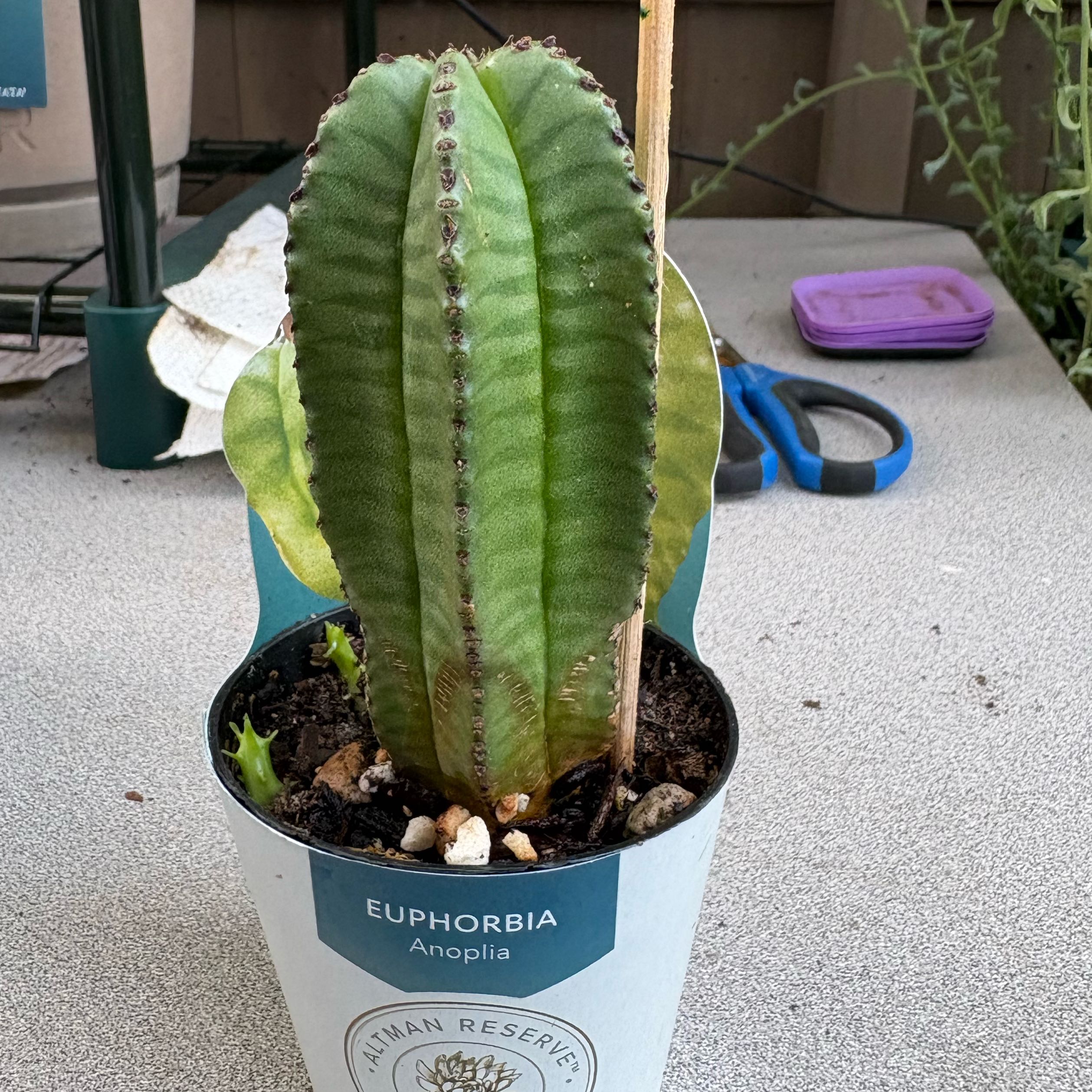 Photo of the plant species Euphorbia anoplia by @FunMiro56 named Zipper plant on Greg, the plant care app