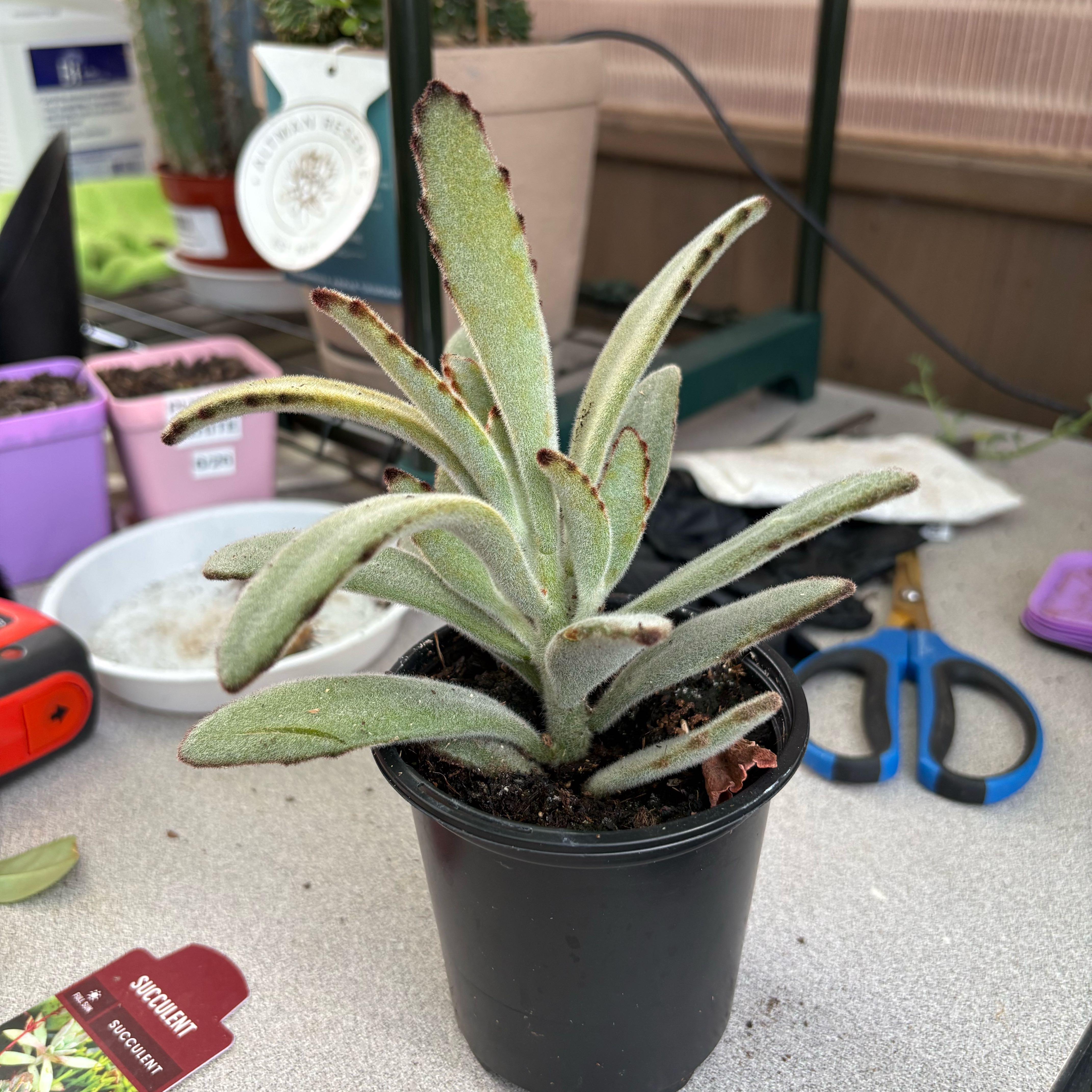 Photo of the plant species Chocolate Soldier Panda Plant by @FunMiro56 named Chocolate Soldier on Greg, the plant care app