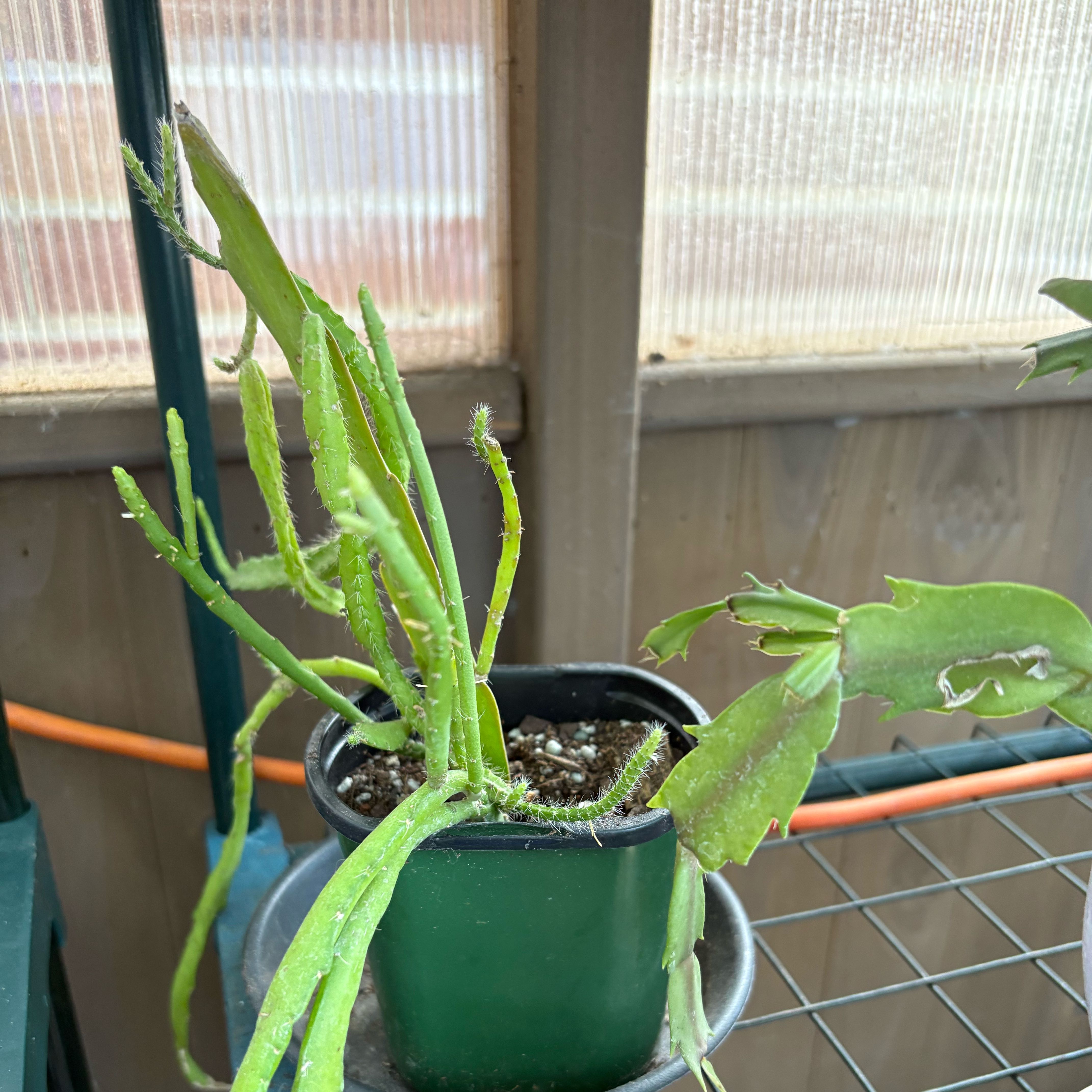 Photo of the plant species Orchid Cactus by @FunMiro56 named Orchid cactus # 2 on Greg, the plant care app