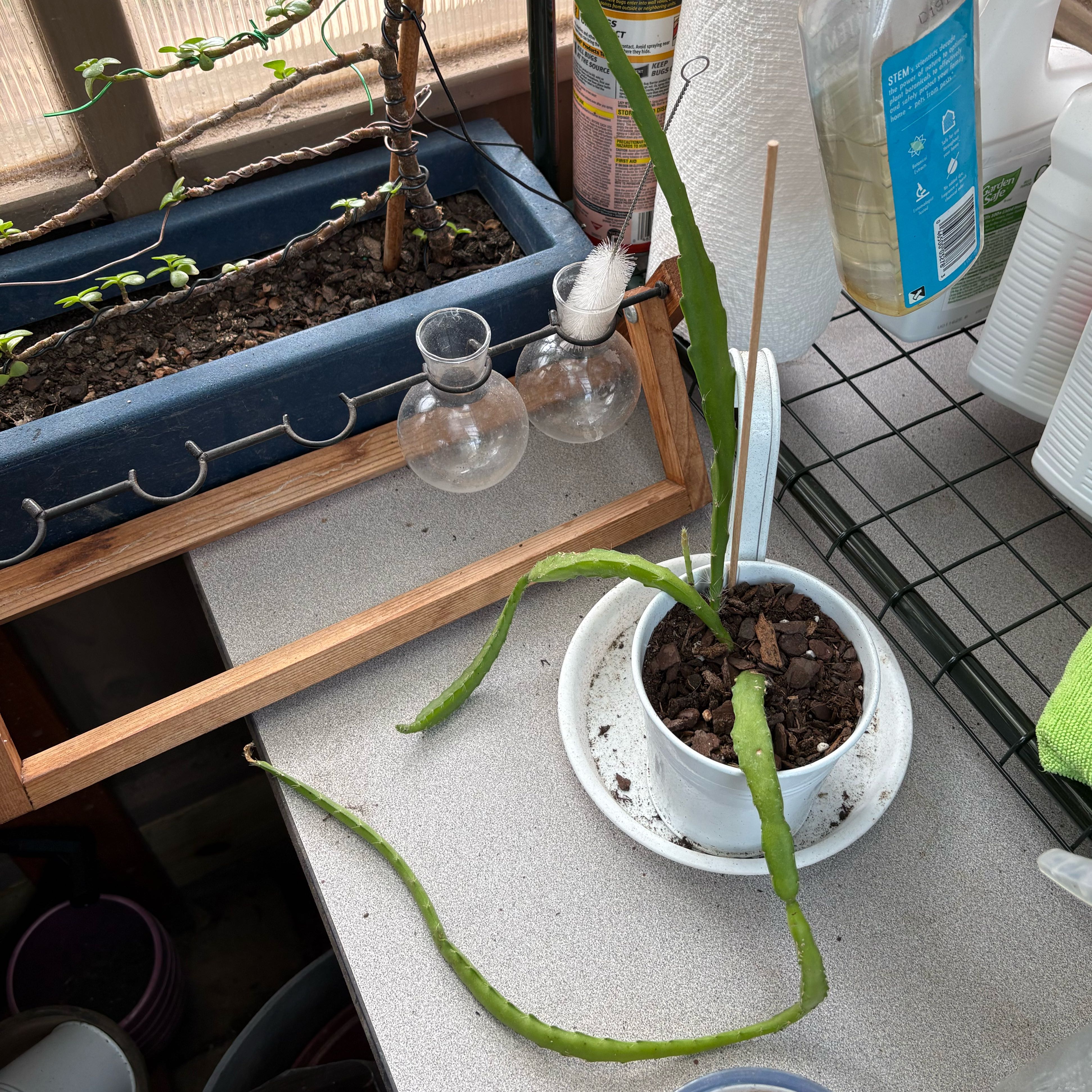Photo of the plant species Orchid Cactus by @FunMiro56 named Orchid Cactus # 3 on Greg, the plant care app