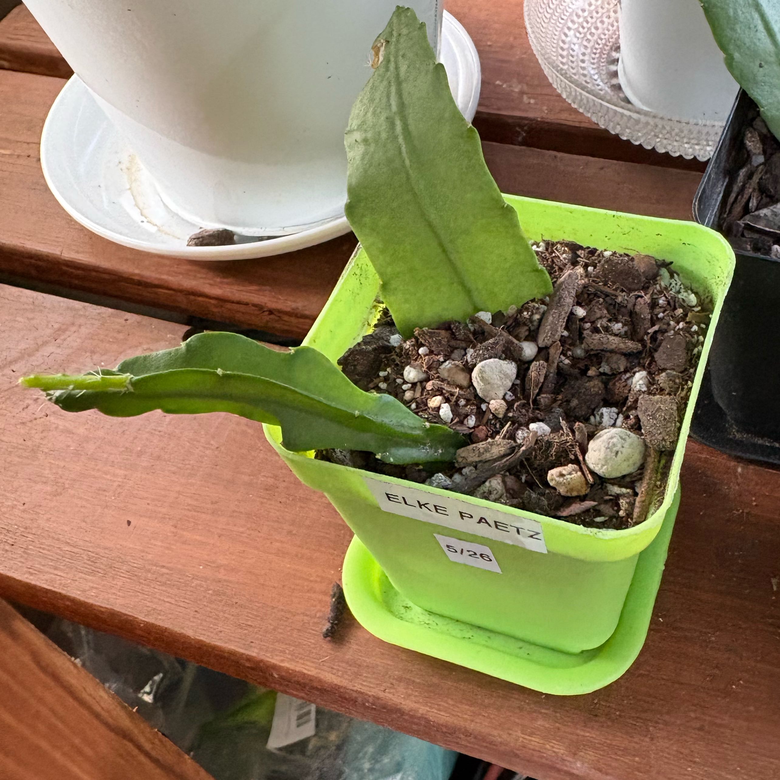 Photo of the plant species Epiphyllum 'Elfe' by @FunMiro56 named Elke Paetz in yellow pot on Greg, the plant care app