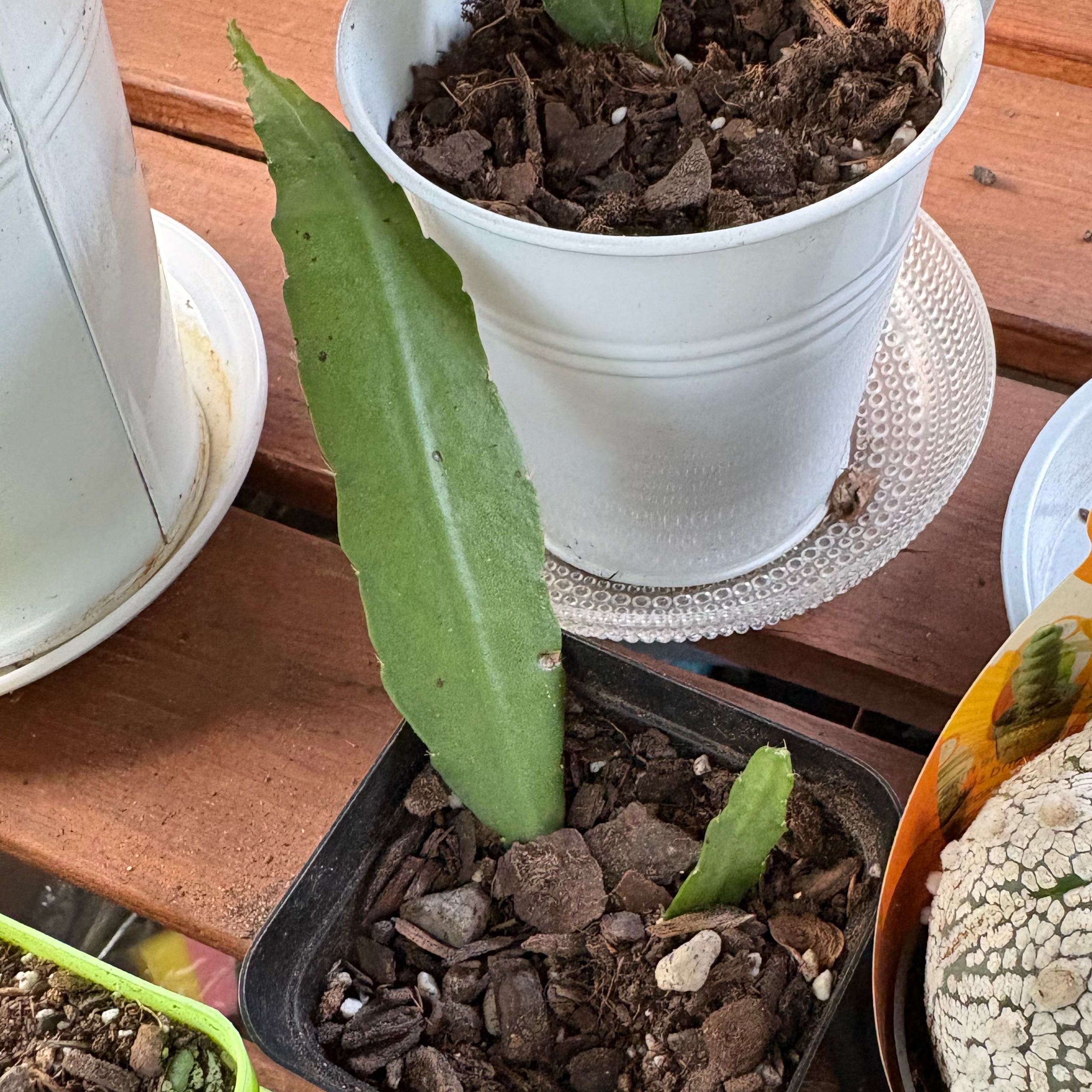 Photo of the plant species Epiphyllum 'Elfe' by @FunMiro56 named Elke Paetz in black pot on Greg, the plant care app