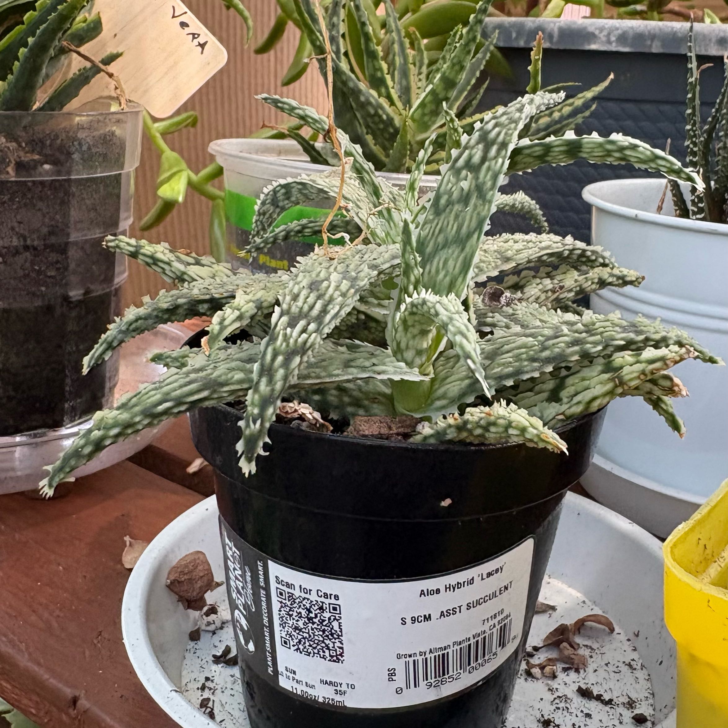 Photo of the plant species Aloe 'Lacey' by @FunMiro56 named Aloe Lacey on Greg, the plant care app