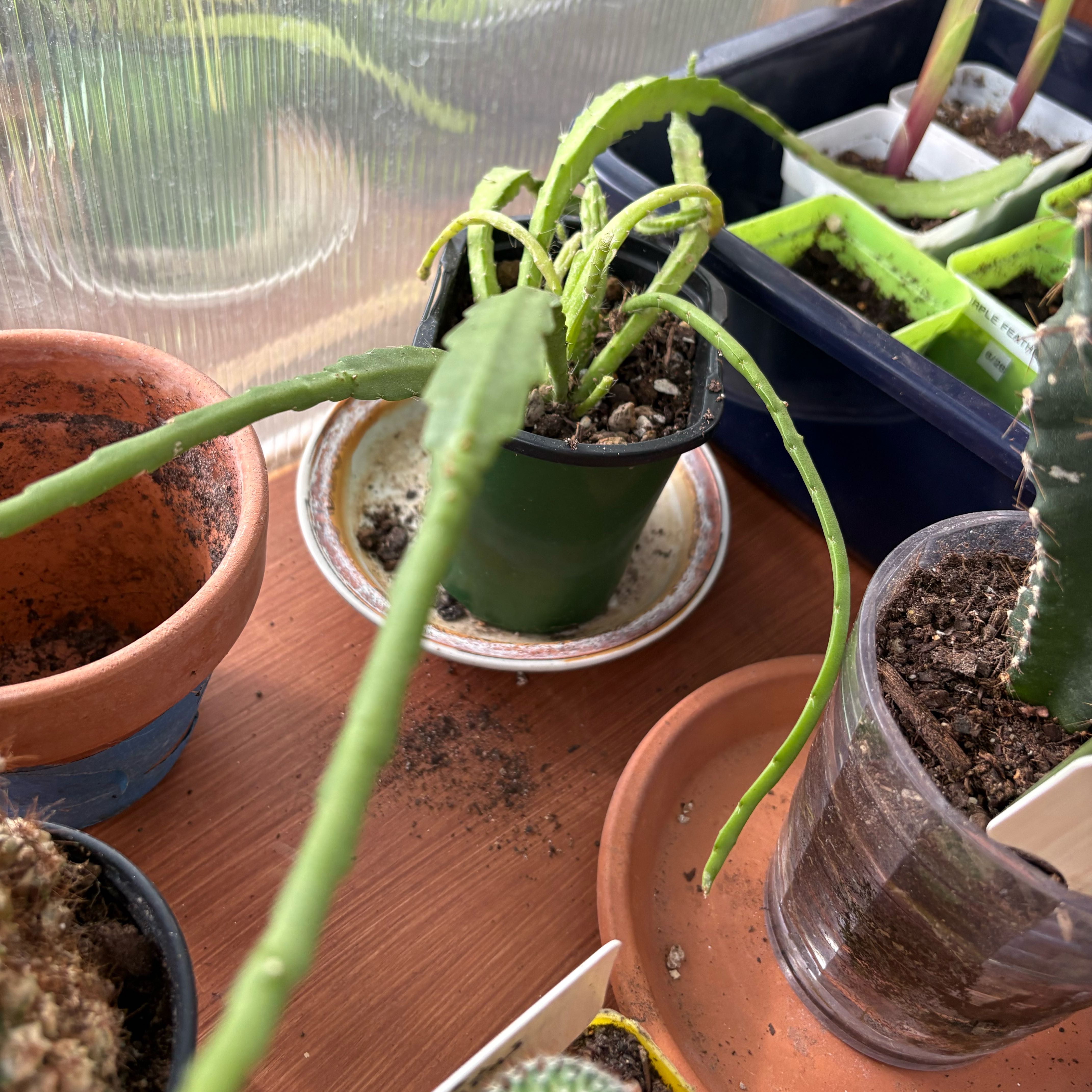 Photo of the plant species Orchid Cactus by @FunMiro56 named Orchid Cactus # 6 on Greg, the plant care app