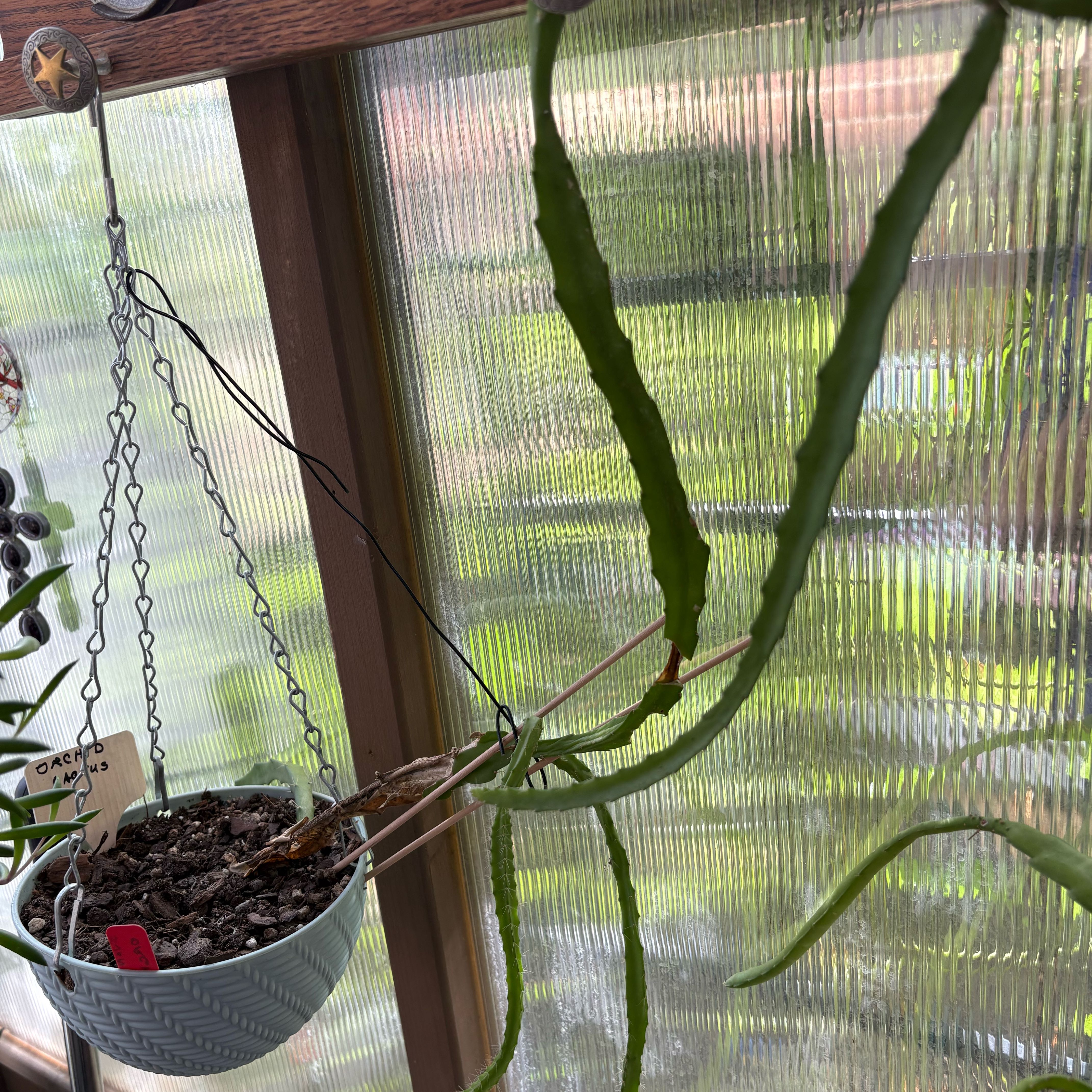 Photo of the plant species Orchid Cactus by @FunMiro56 named Orchid Cactus # 7 on Greg, the plant care app