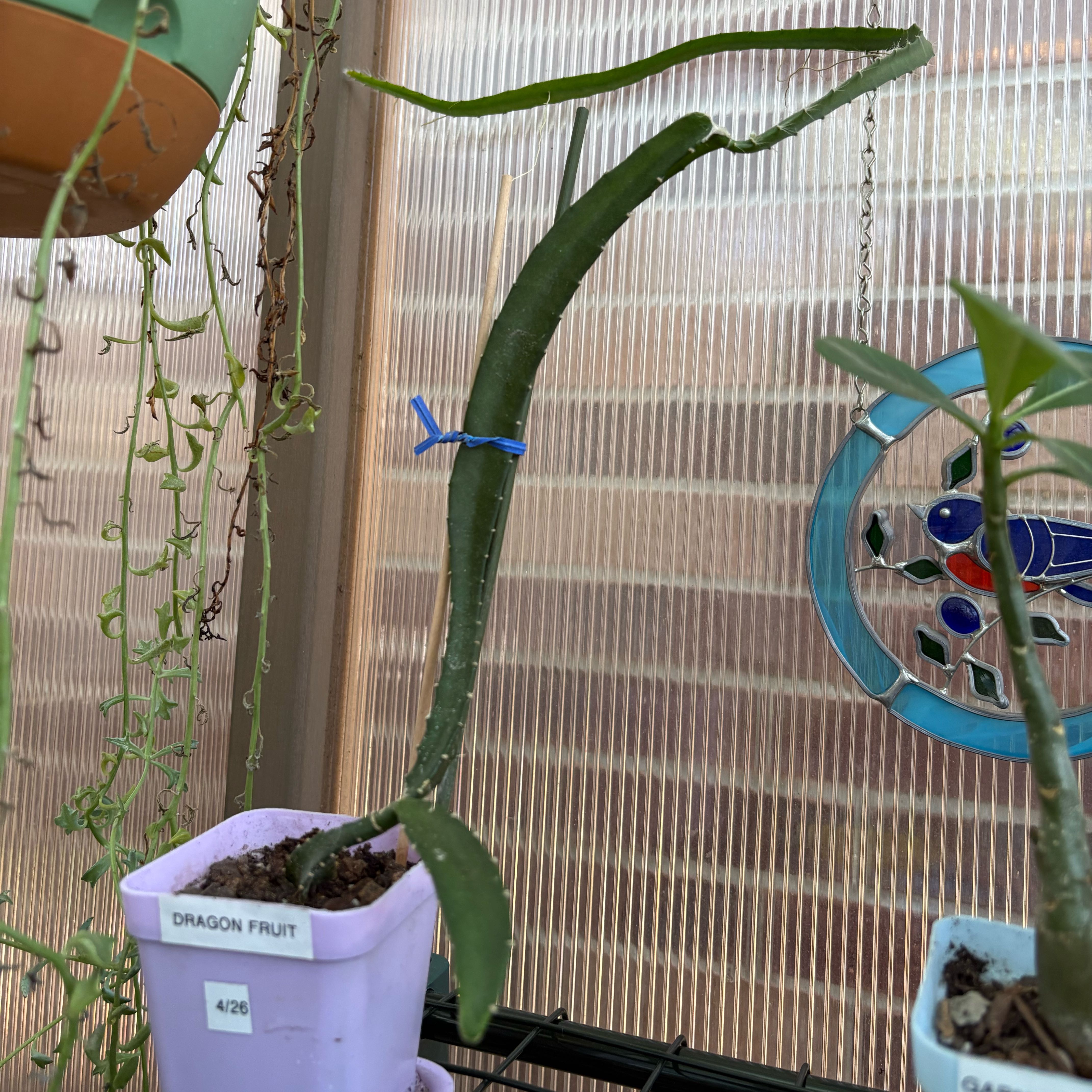 Photo of the plant species Yellow Dragon Fruit by @FunMiro56 named Dragon Fruit on Greg, the plant care app
