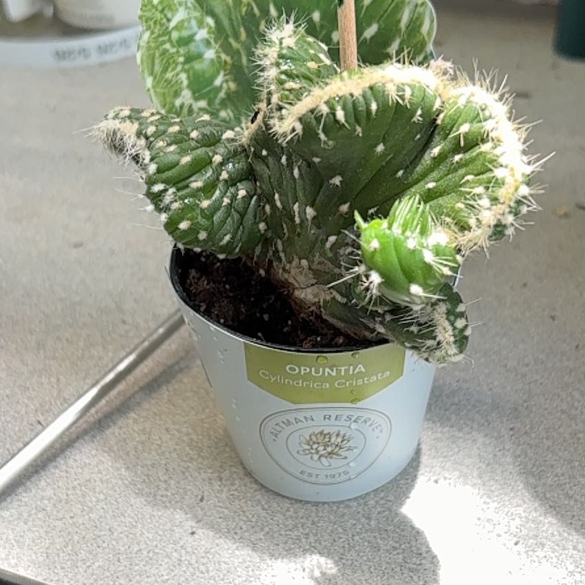 Photo of the plant species Opuntia cylindrica f. cristata by @FunMiro56 named Crested # 1 on Greg, the plant care app