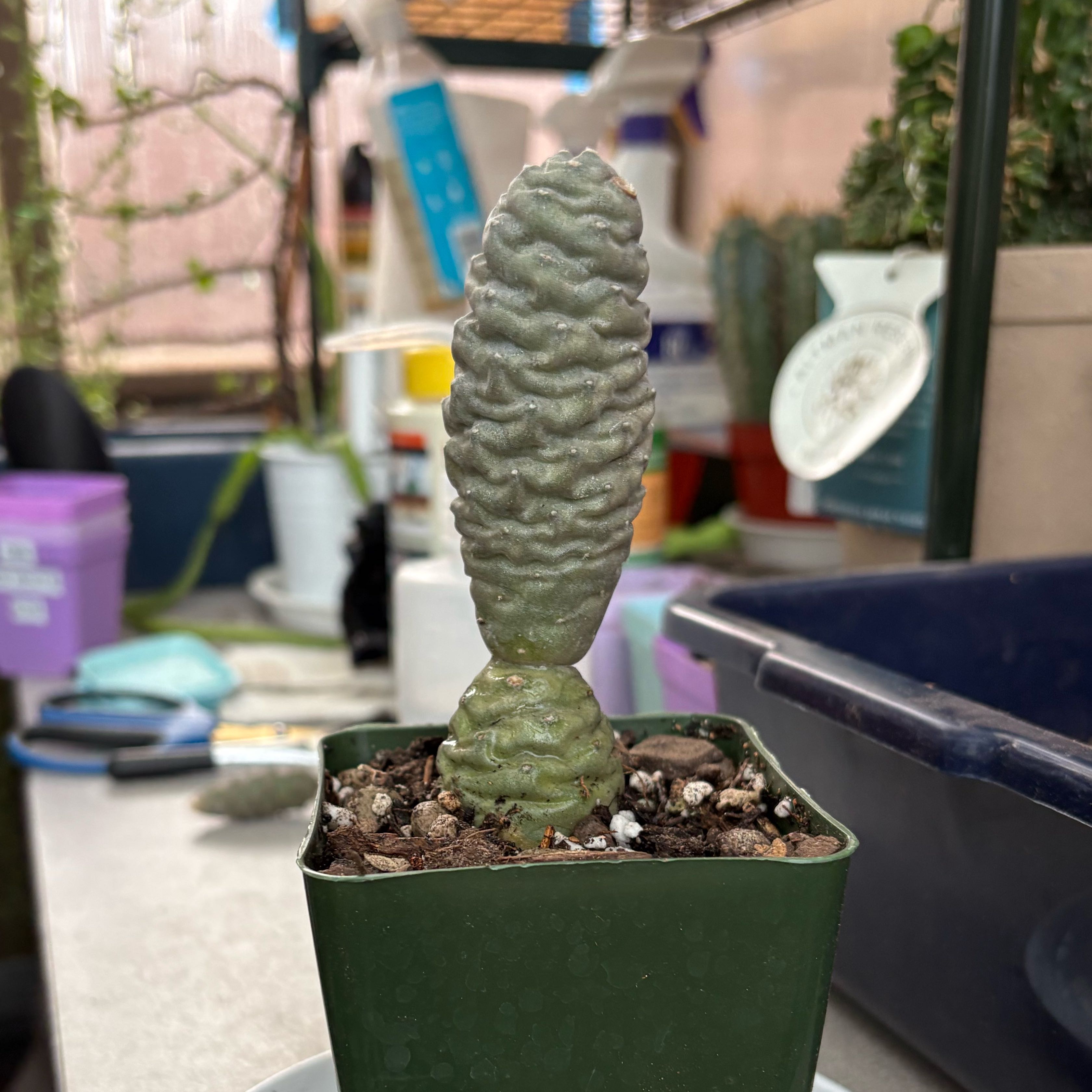 Photo of the plant species Pine Cone Cactus by @FunMiro56 named Pine Cone on Greg, the plant care app