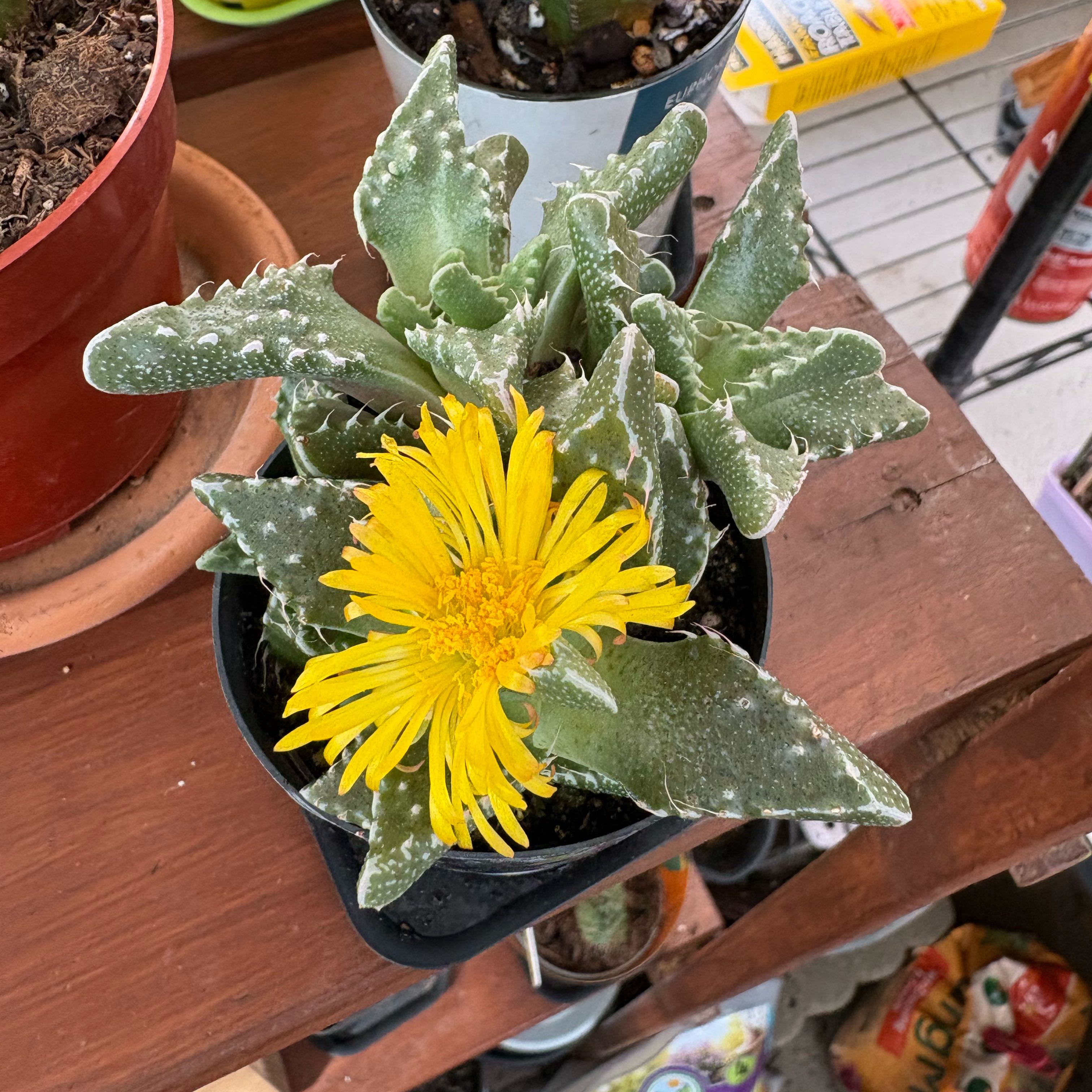 Photo of the plant species Pebbled Tiger Jaws by @FunMiro56 named Yellow Bloom Tiger Jaw on Greg, the plant care app