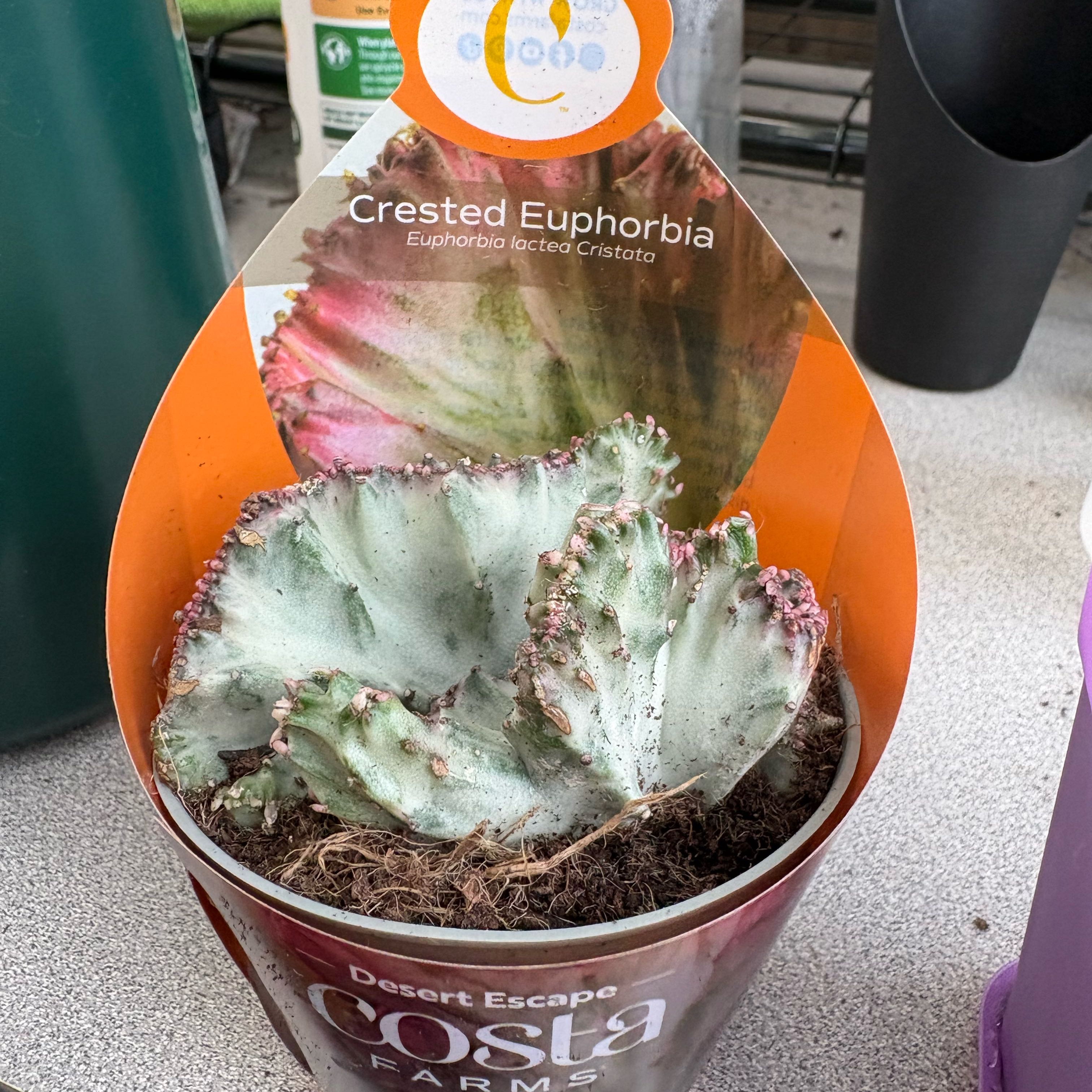 Photo of the plant species Crested Elkhorn by @FunMiro56 named Crested # 2 on Greg, the plant care app