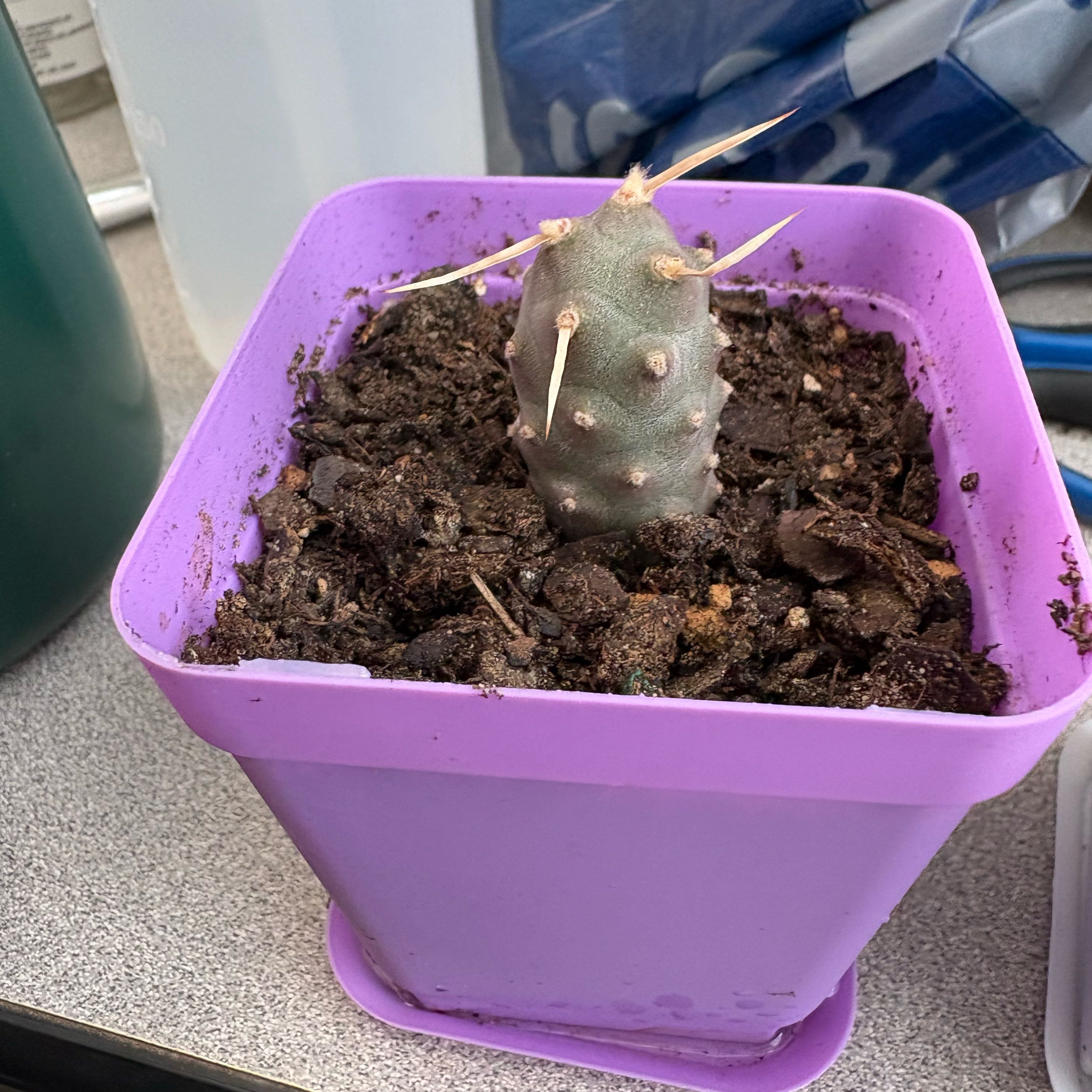 Photo of the plant species Pine Cone Cactus by @FunMiro56 named Pine Cone Baby on Greg, the plant care app