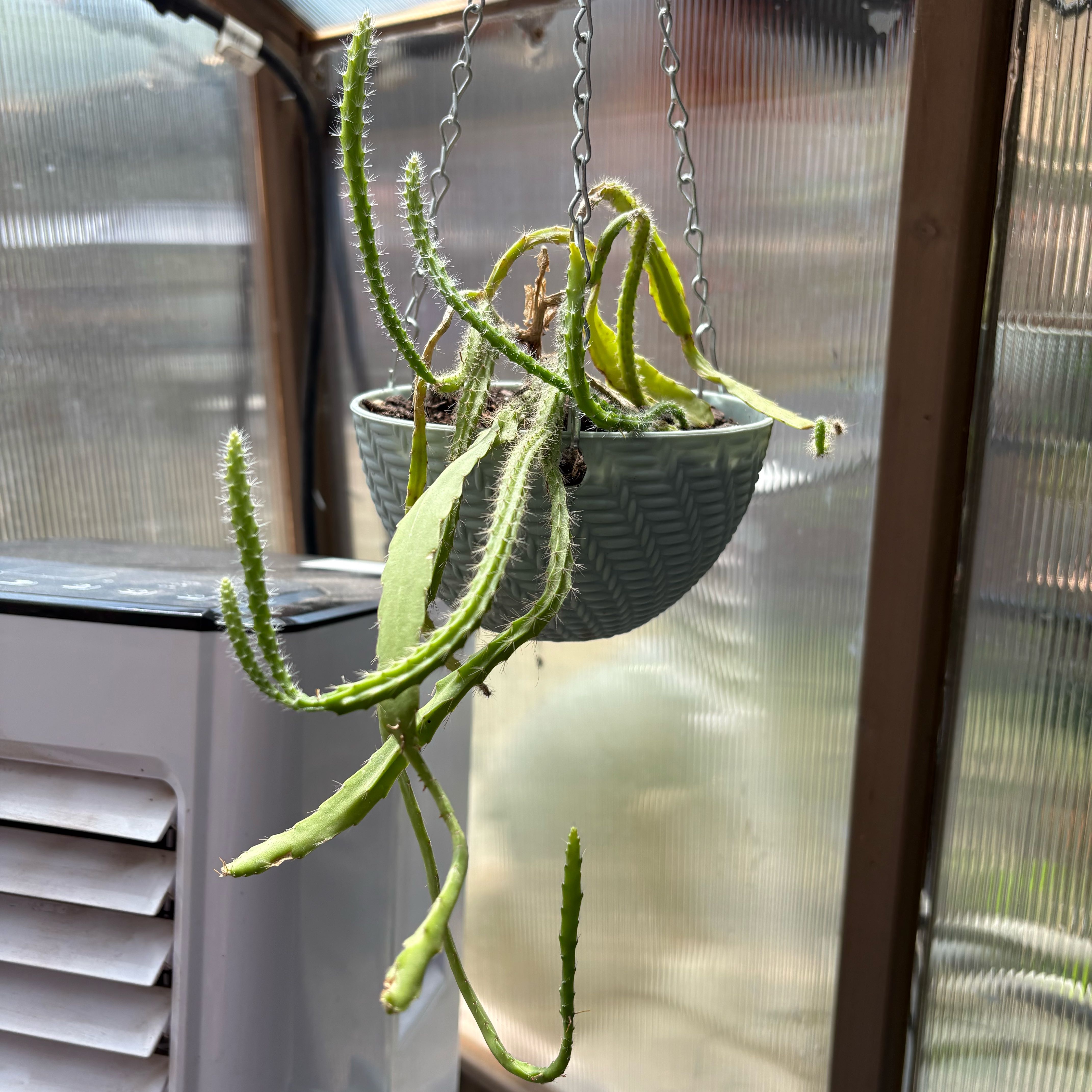 Photo of the plant species Orchid Cactus by @FunMiro56 named Orchid Cactus #8 on Greg, the plant care app