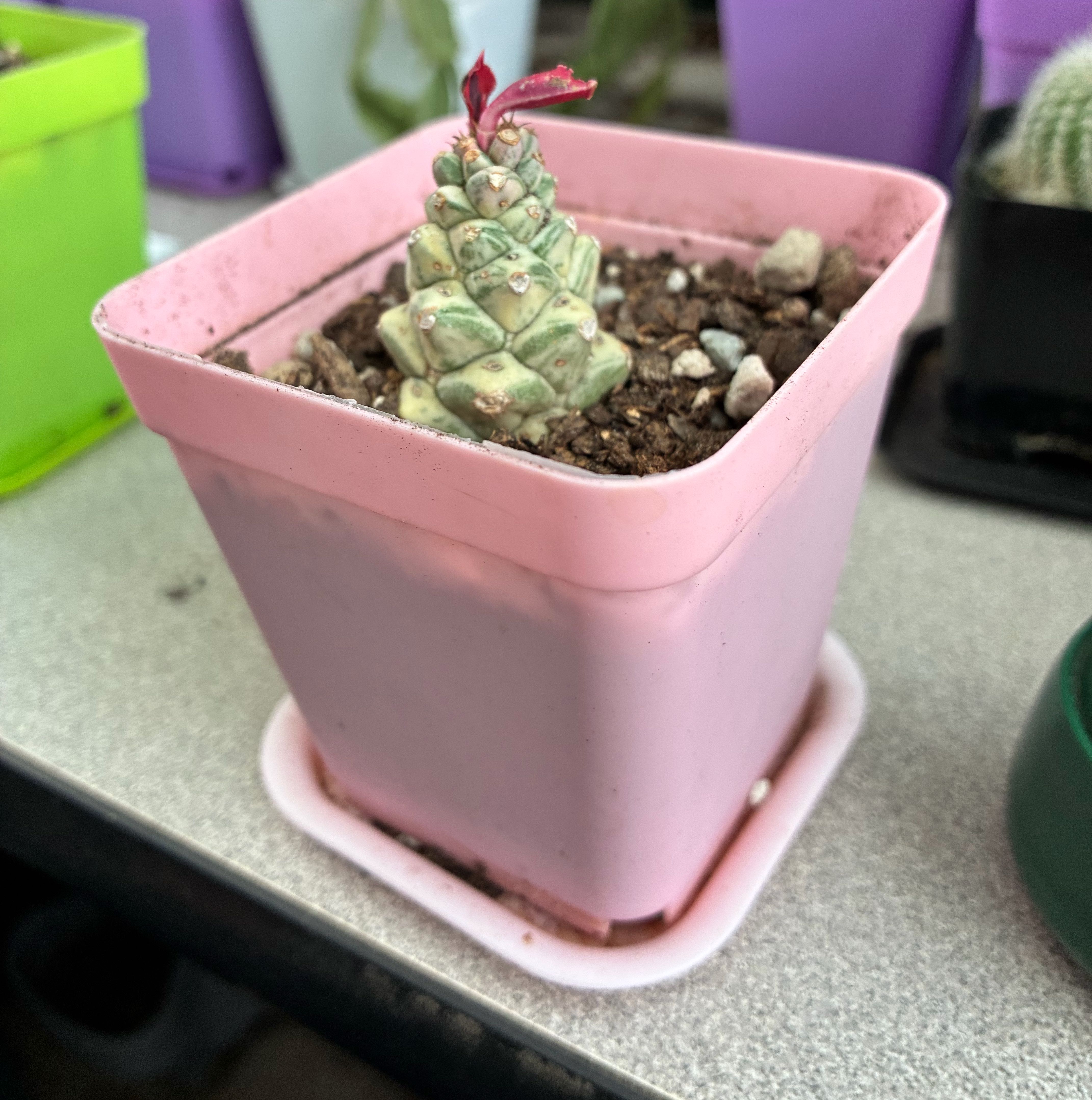 Photo of the plant species Euphorbia ritchiei by @FunMiro56 named Cone in pink pot on Greg, the plant care app