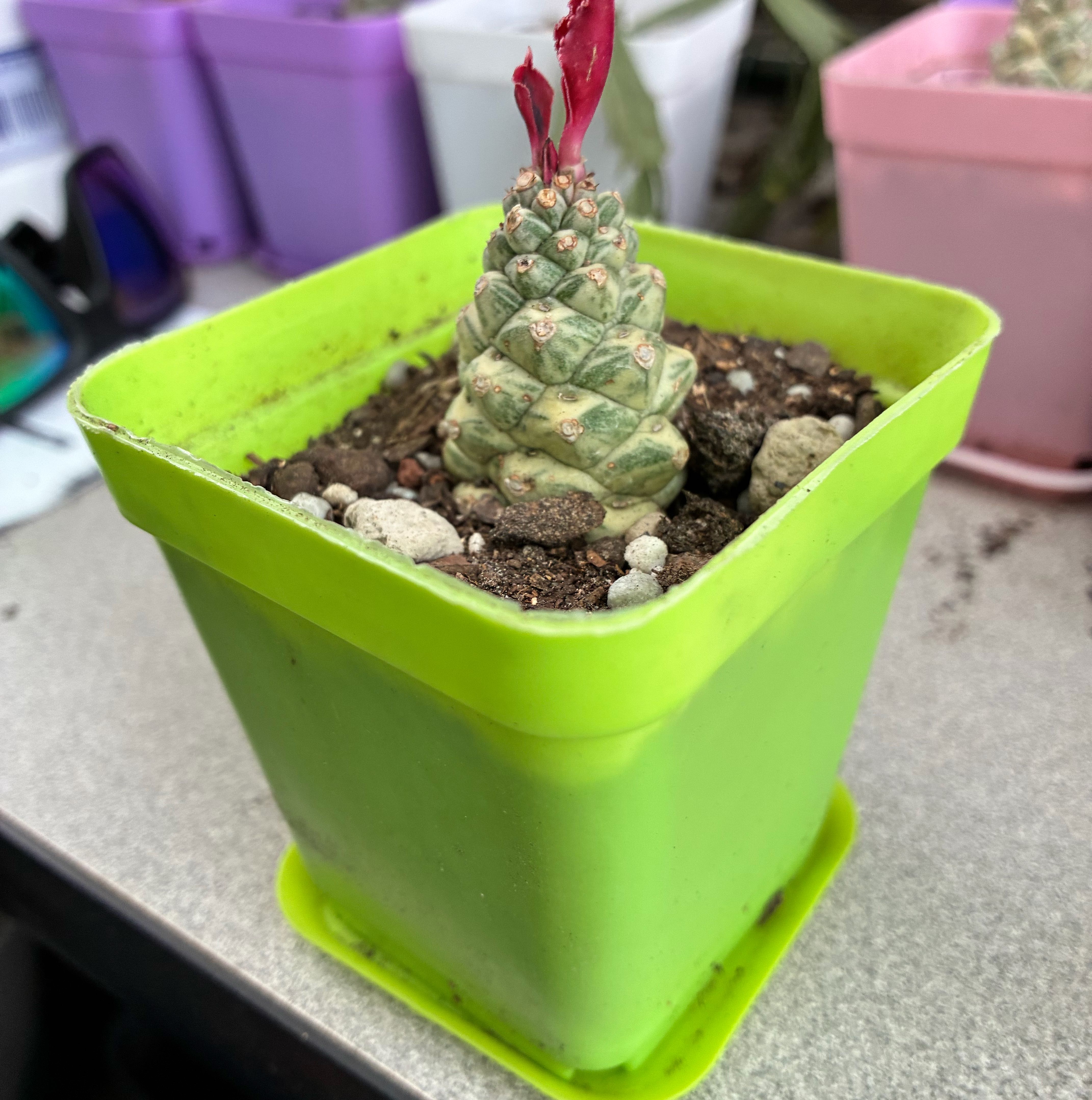 Photo of the plant species Euphorbia ritchiei by @FunMiro56 named Cone in yellow pot on Greg, the plant care app