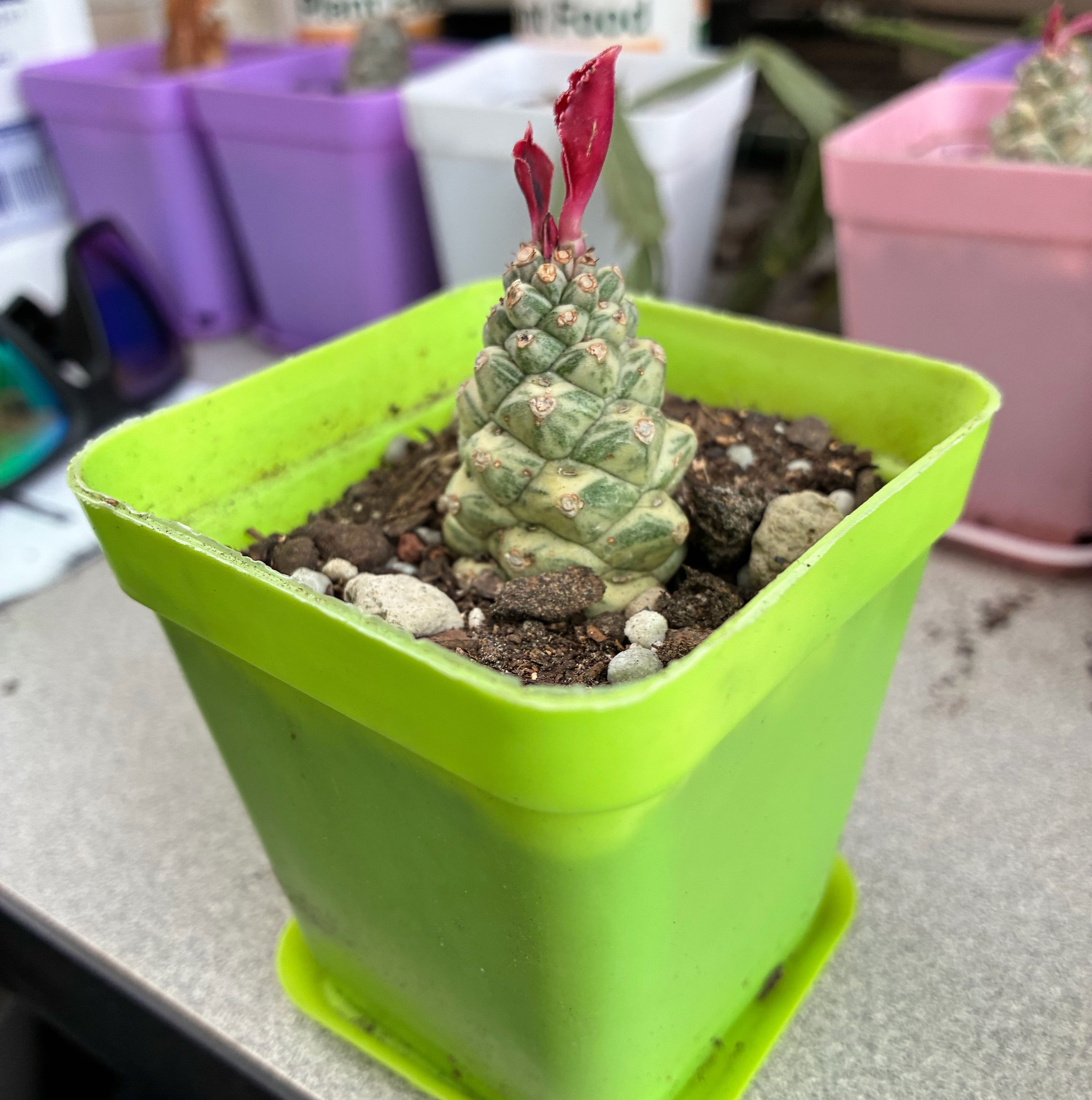 Photo of the plant species Euphorbia ritchiei by @FunMiro56 named Pine in yellow on Greg, the plant care app