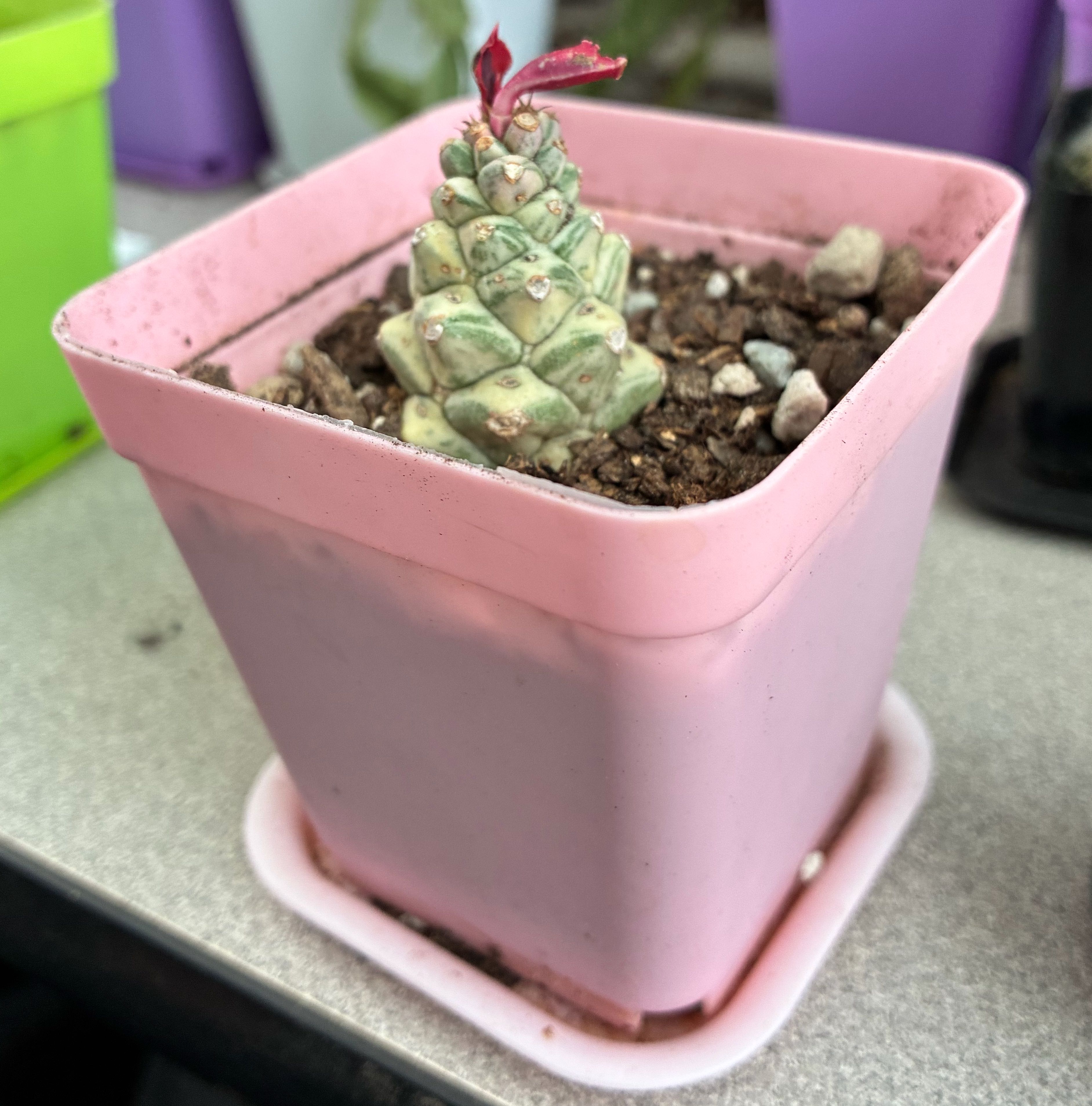 Photo of the plant species Euphorbia ritchiei by @FunMiro56 named Pine in pink on Greg, the plant care app