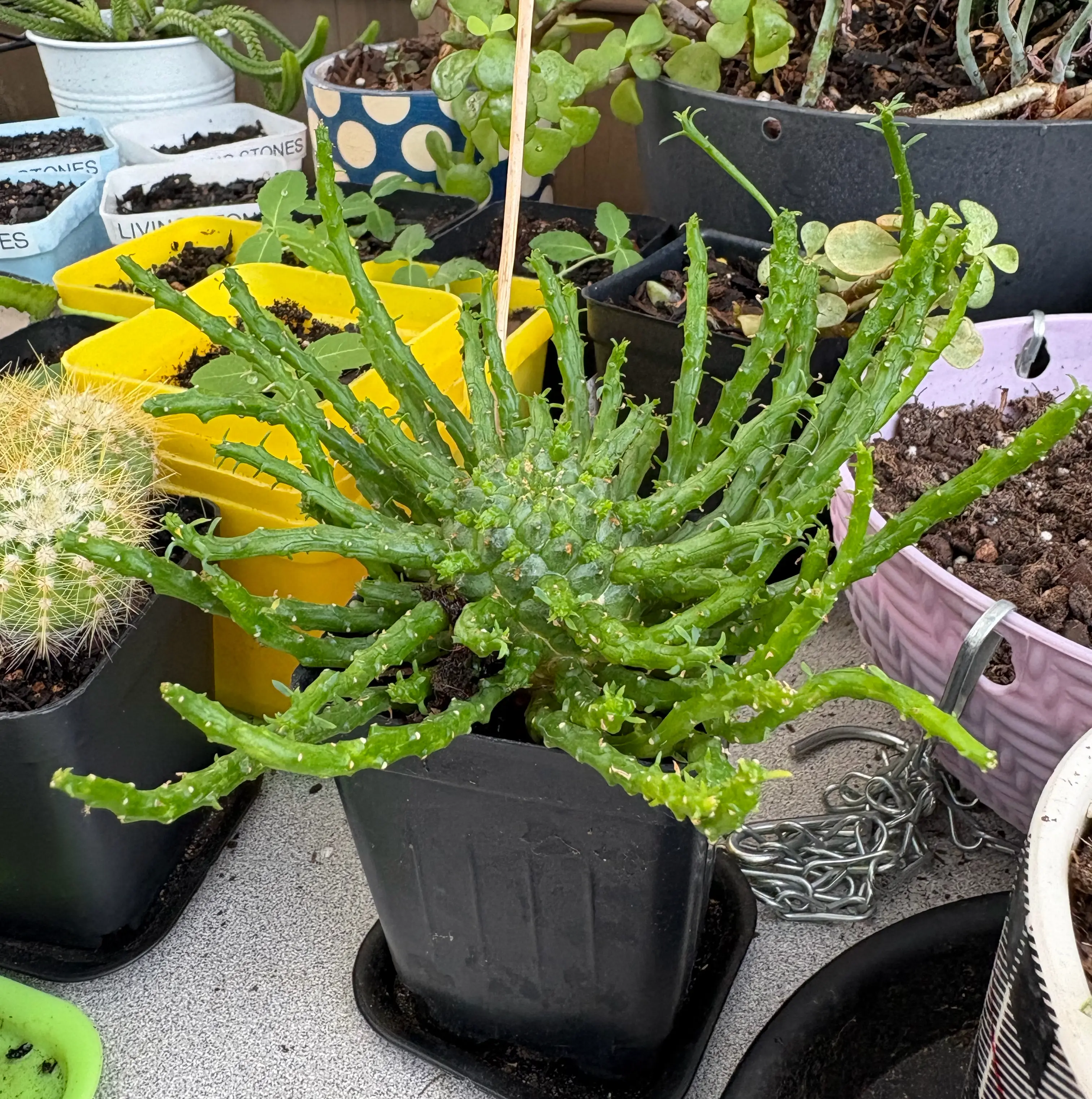 Photo of the plant species Medusa's Head Cactus by @FunMiro56 named Medusa on Greg, the plant care app