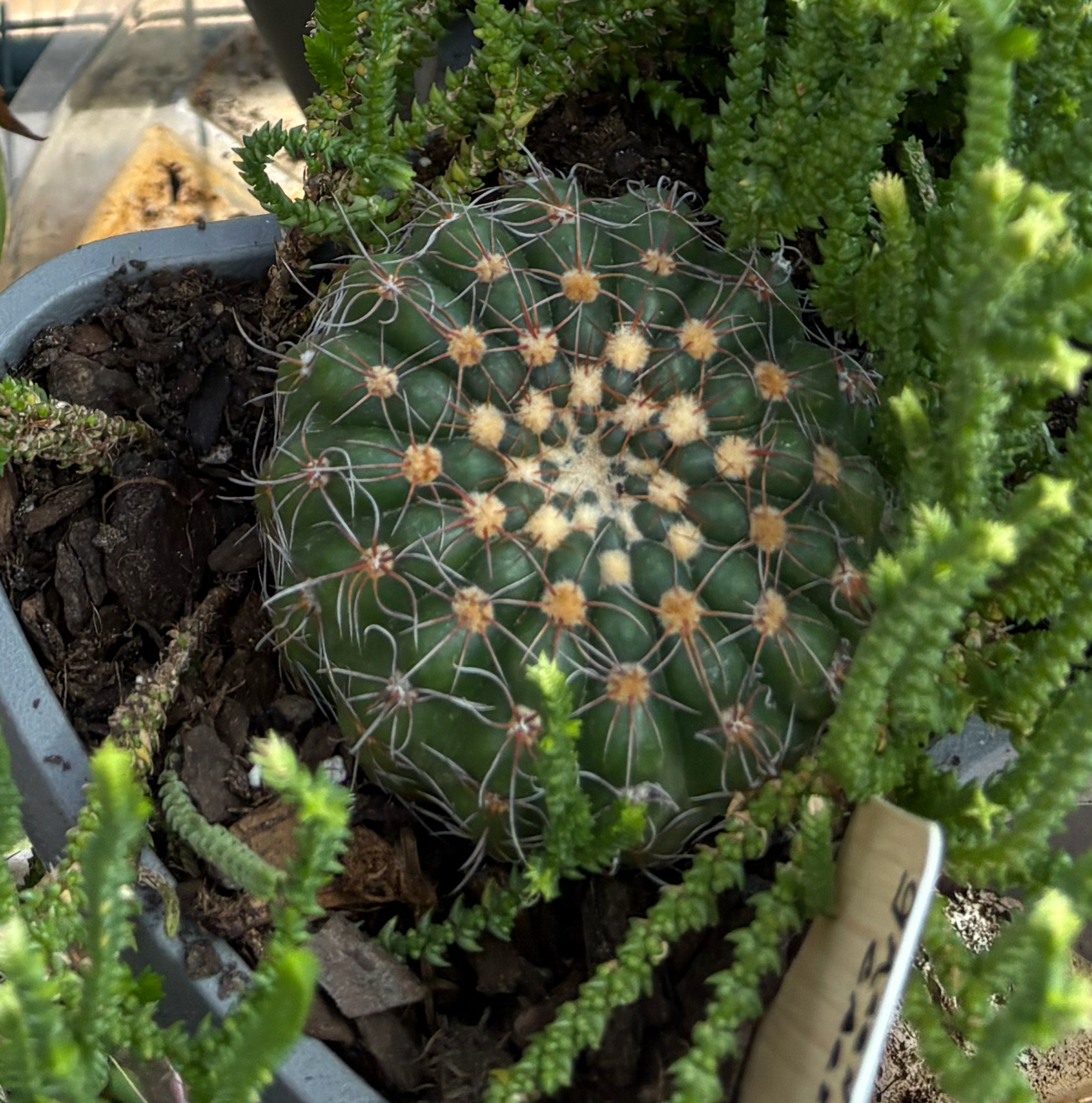 Photo of the plant species Green Tomato Cactus by @FunMiro56 named Greyson’s on Greg, the plant care app