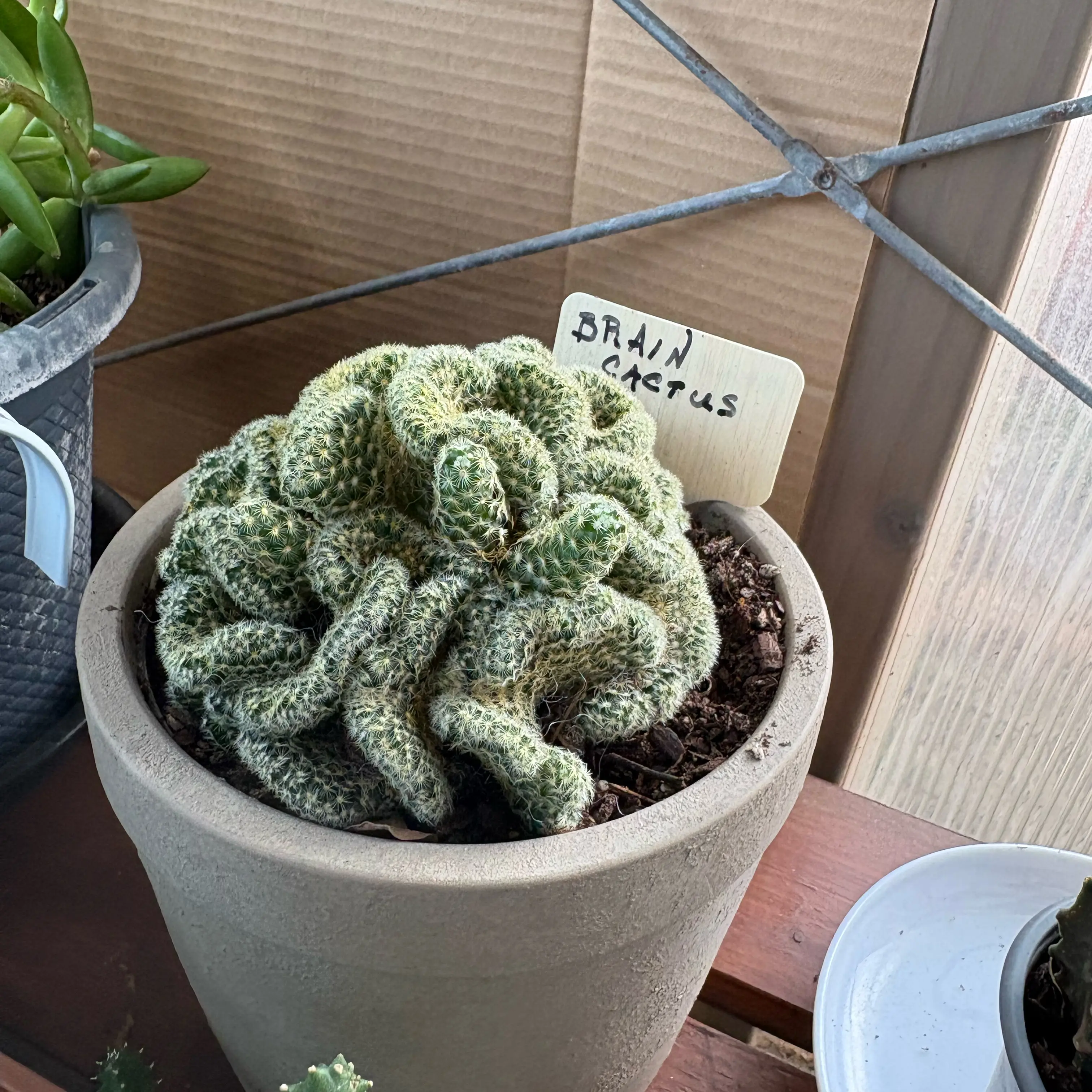 Photo of the plant species Brain Cactus by @FunMiro56 named Brain on Greg, the plant care app